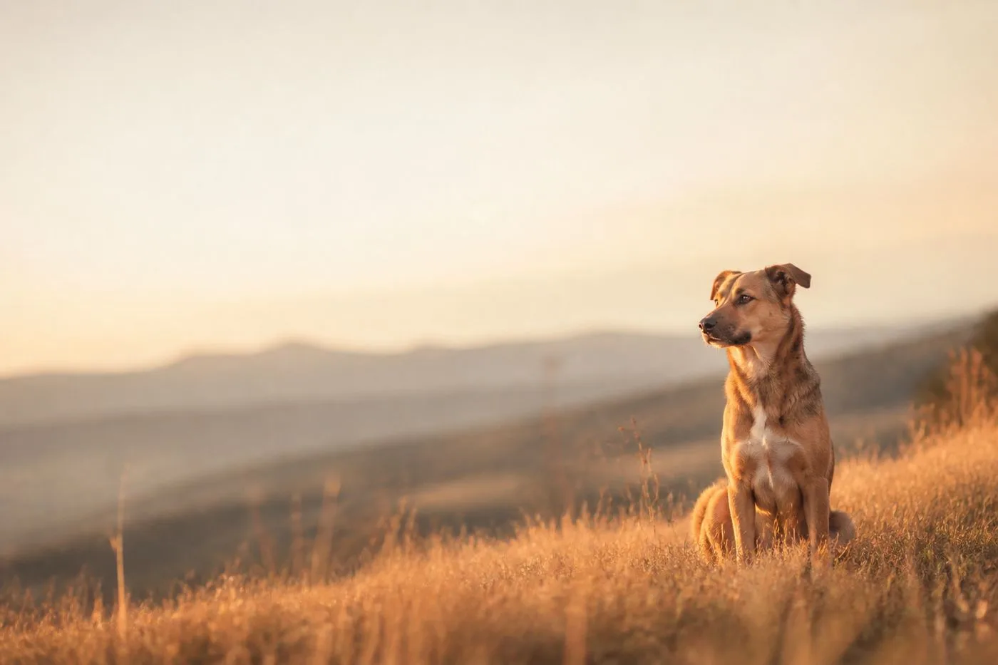 Chien assis face à un paysage de montagne au coucher du soleil