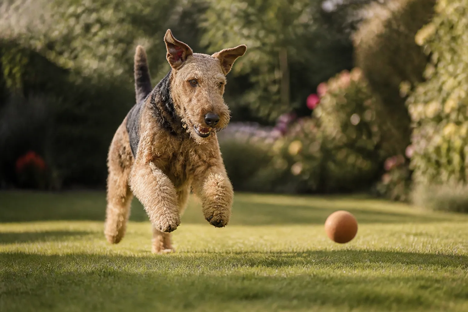 Airedale Terrier