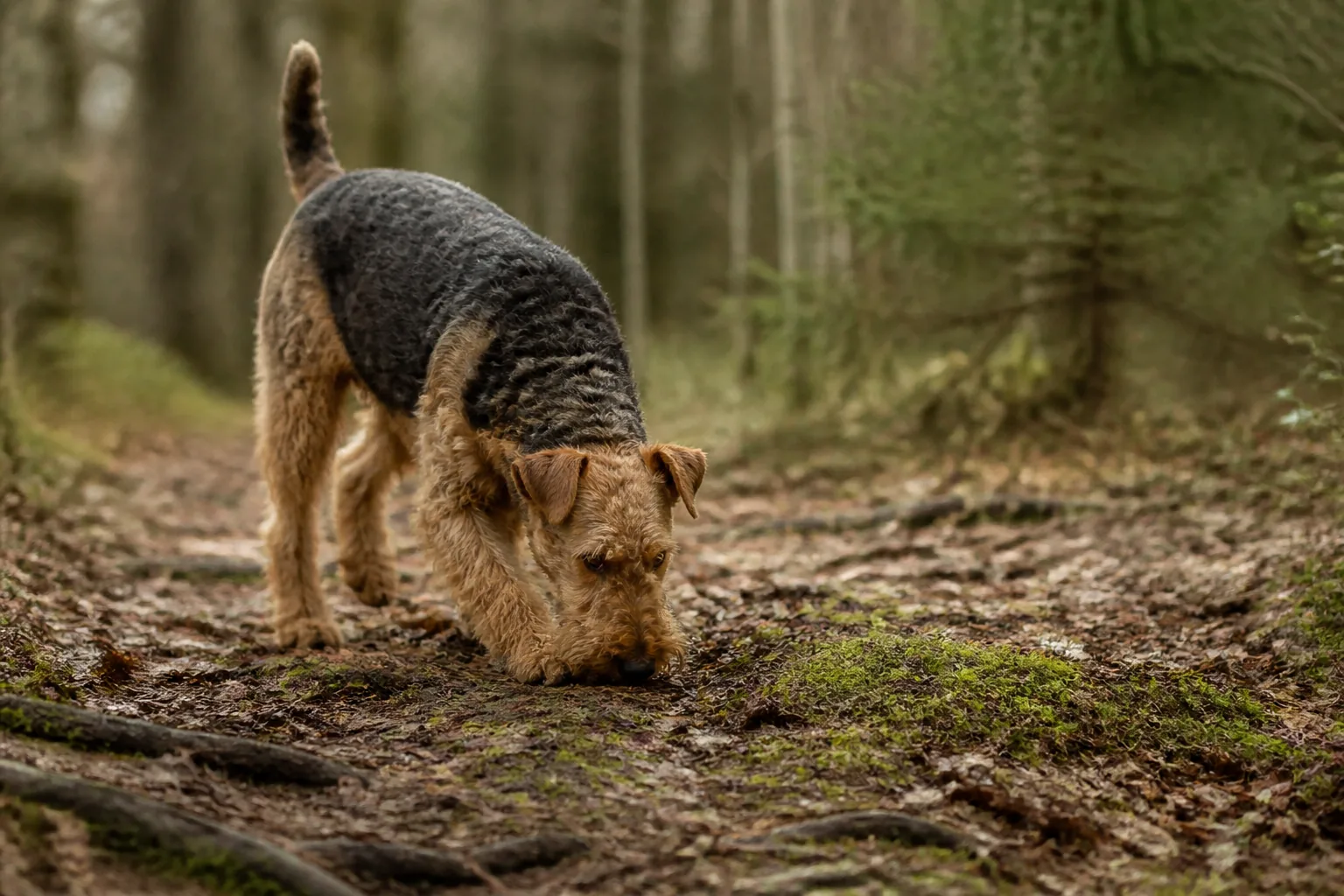 Airedale Terrier