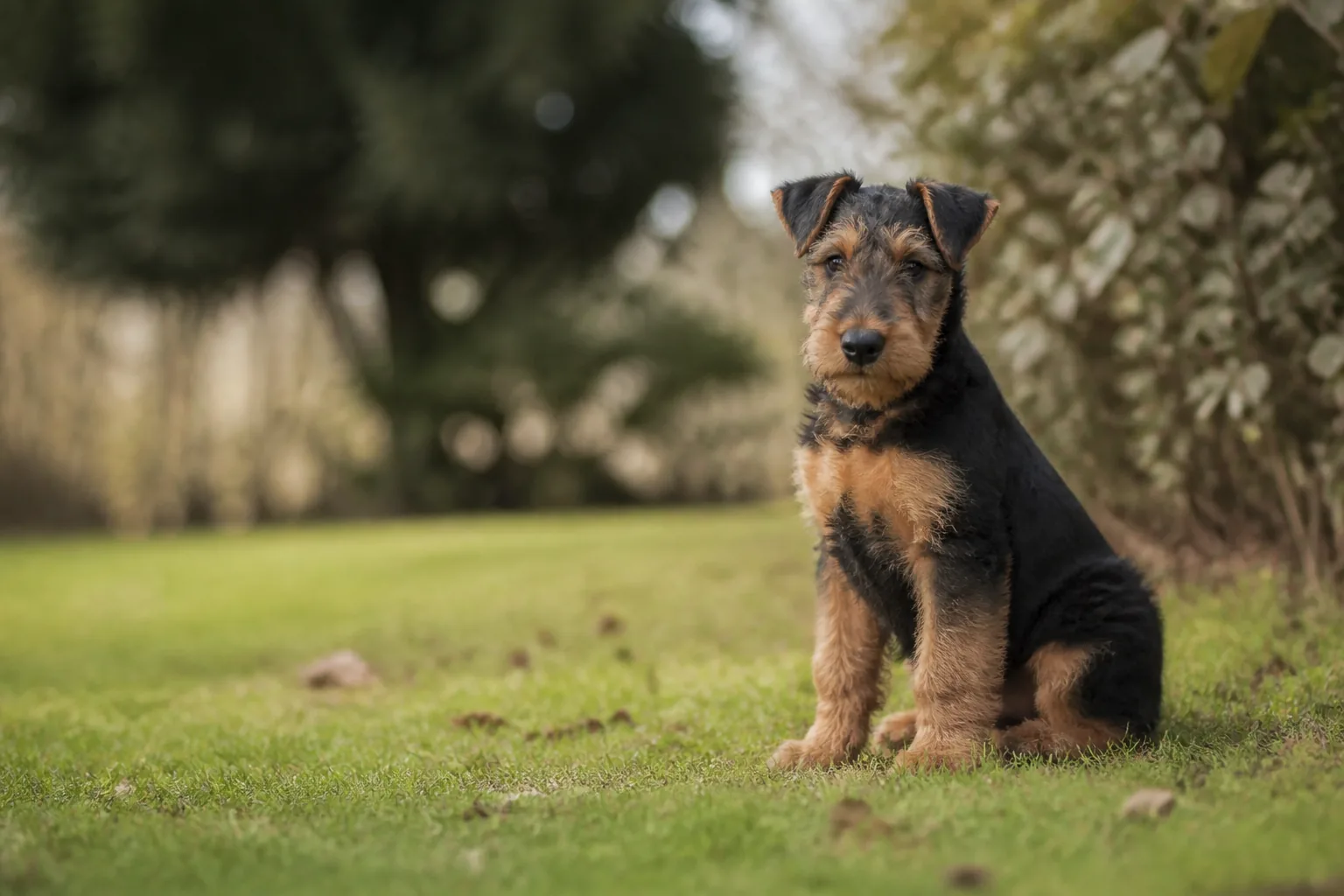 Airedale Terrier