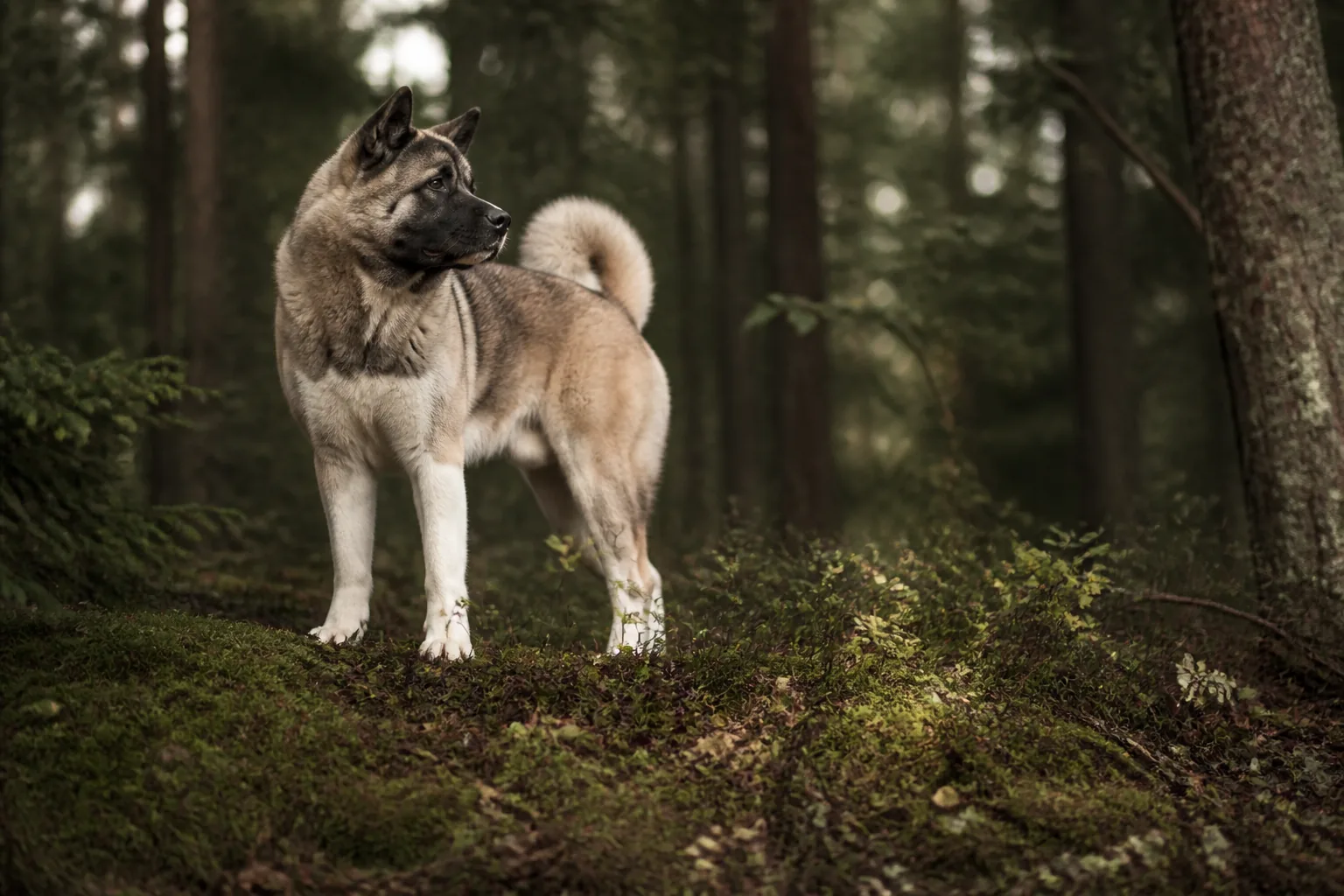Akita Inu