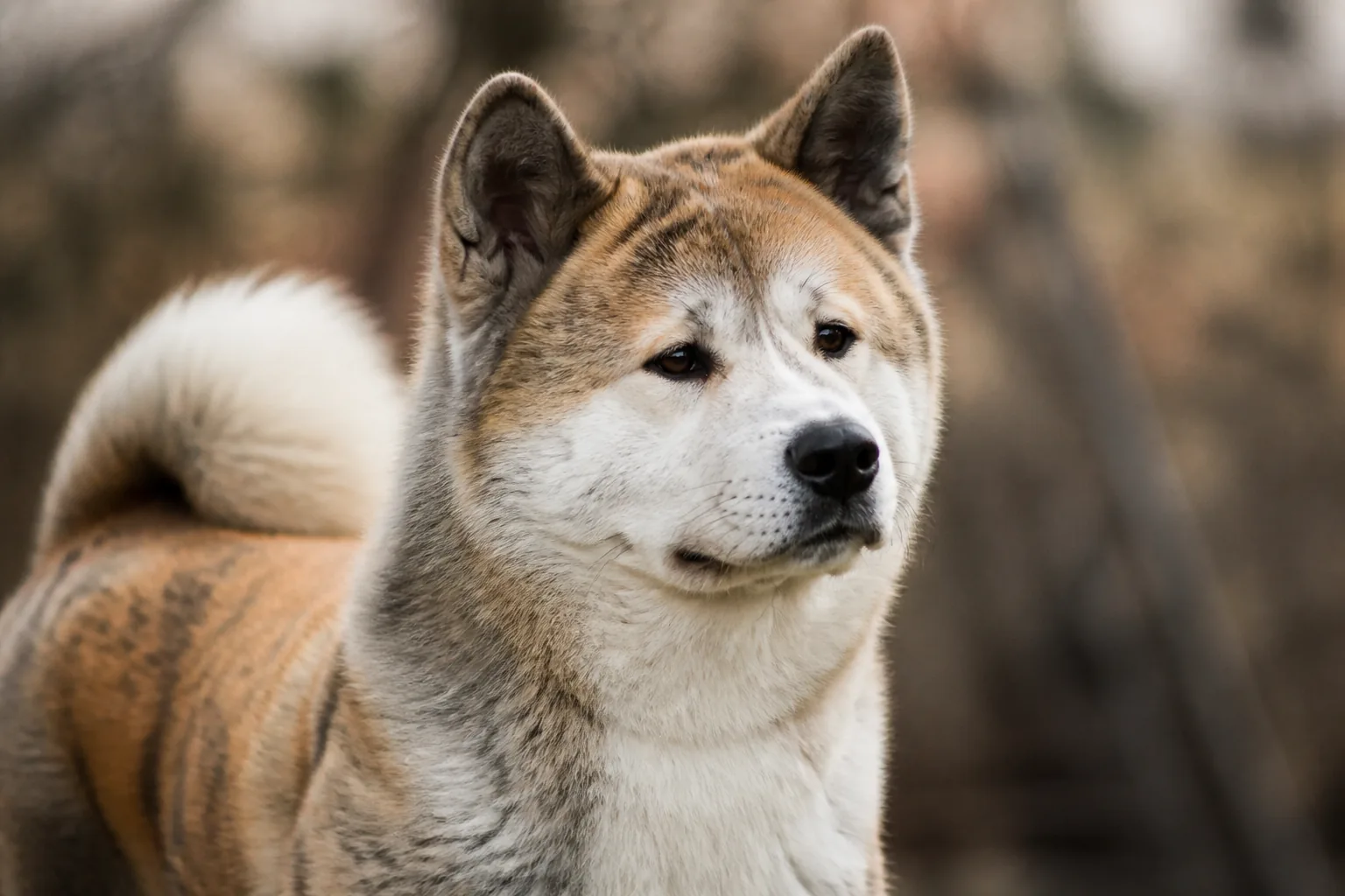 Comment couper les griffes de son chien en toute sécurité ?