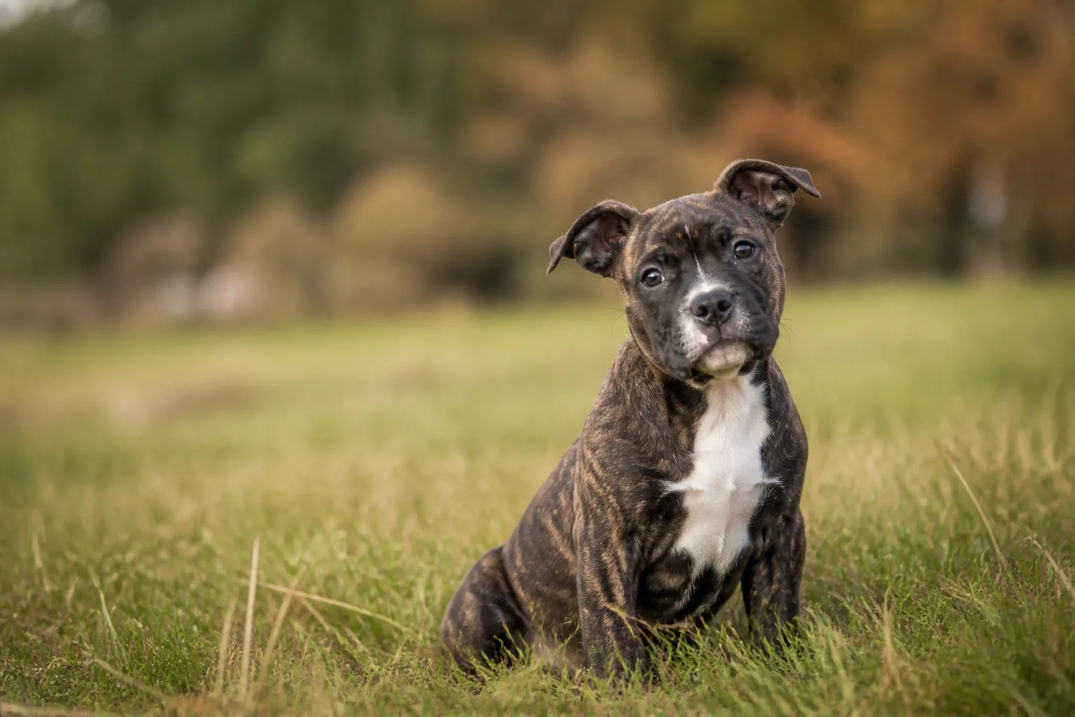 American Staffordshire Terrier