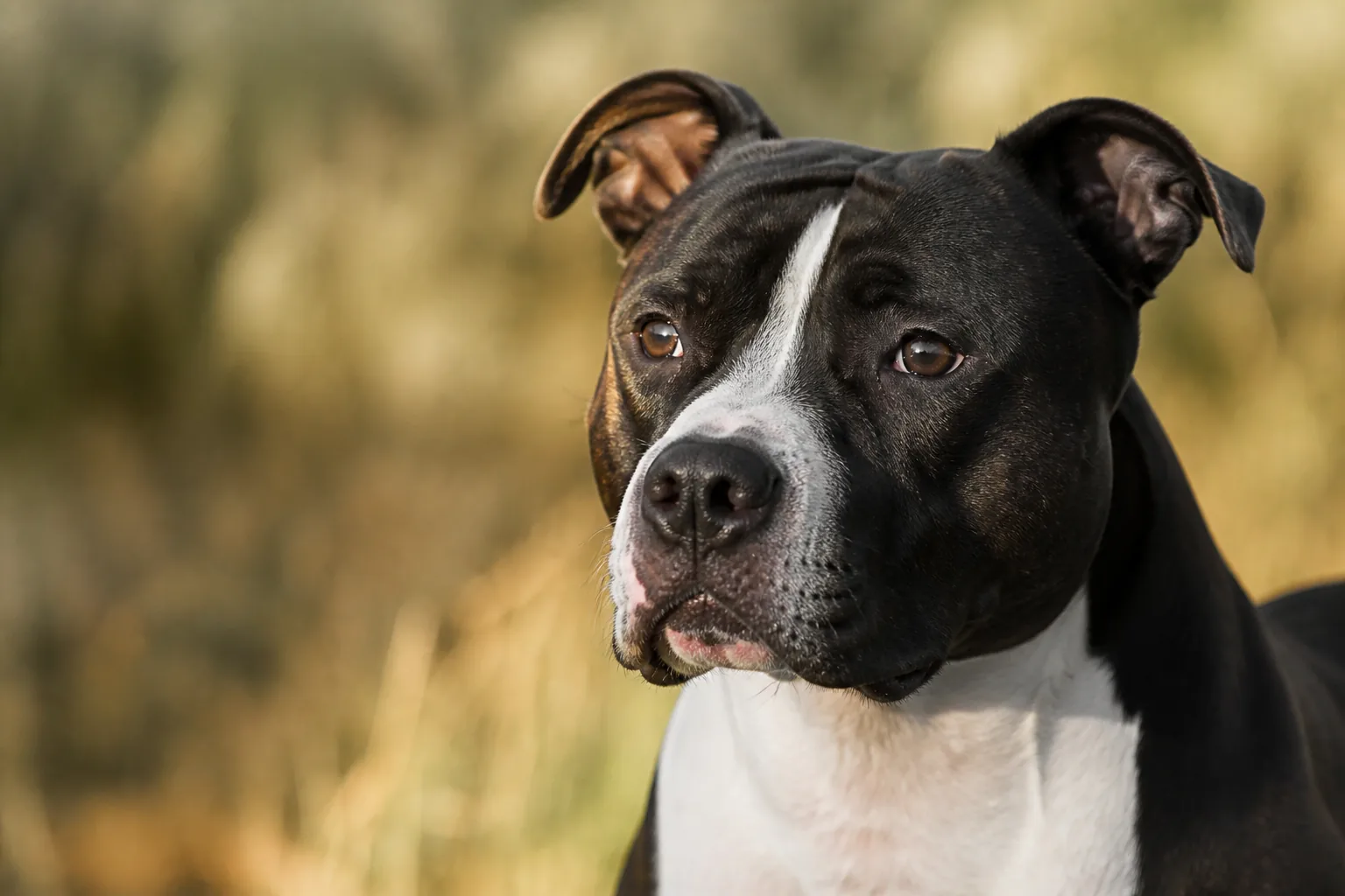 American Staffordshire Terrier