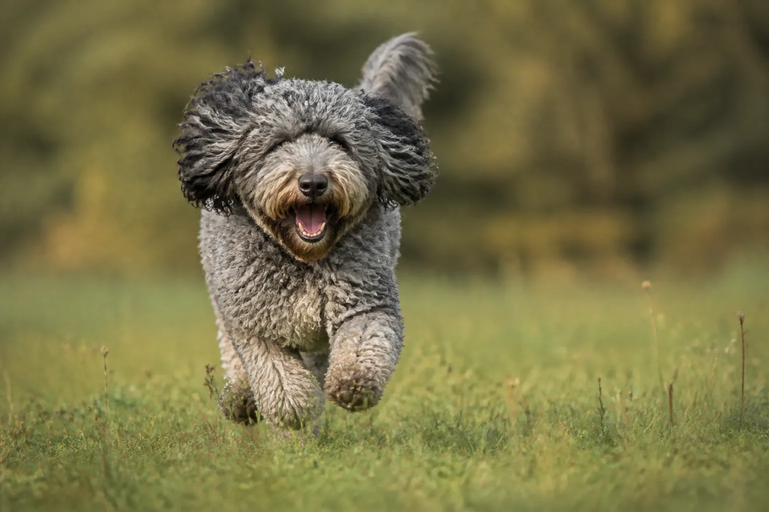 Barbet