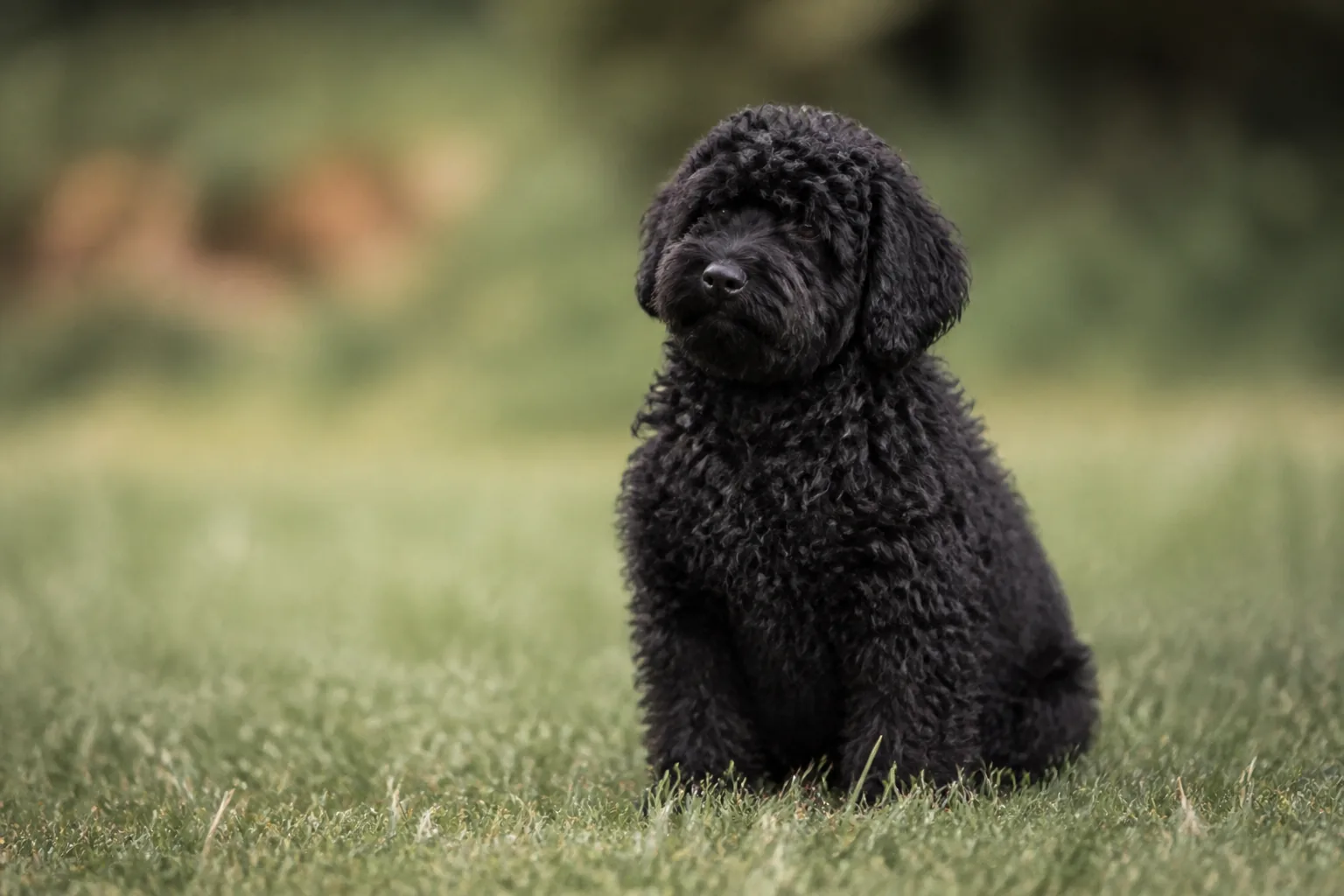Chiot Barbet, apprendre tôt à rester seul quelques minutes prévient l'anxiété de séparation
