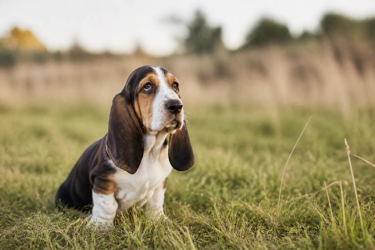 Basset Hound