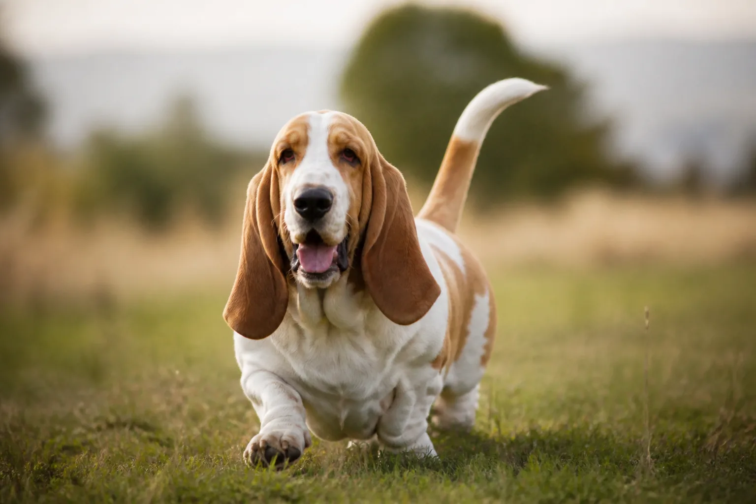 Basset Hound