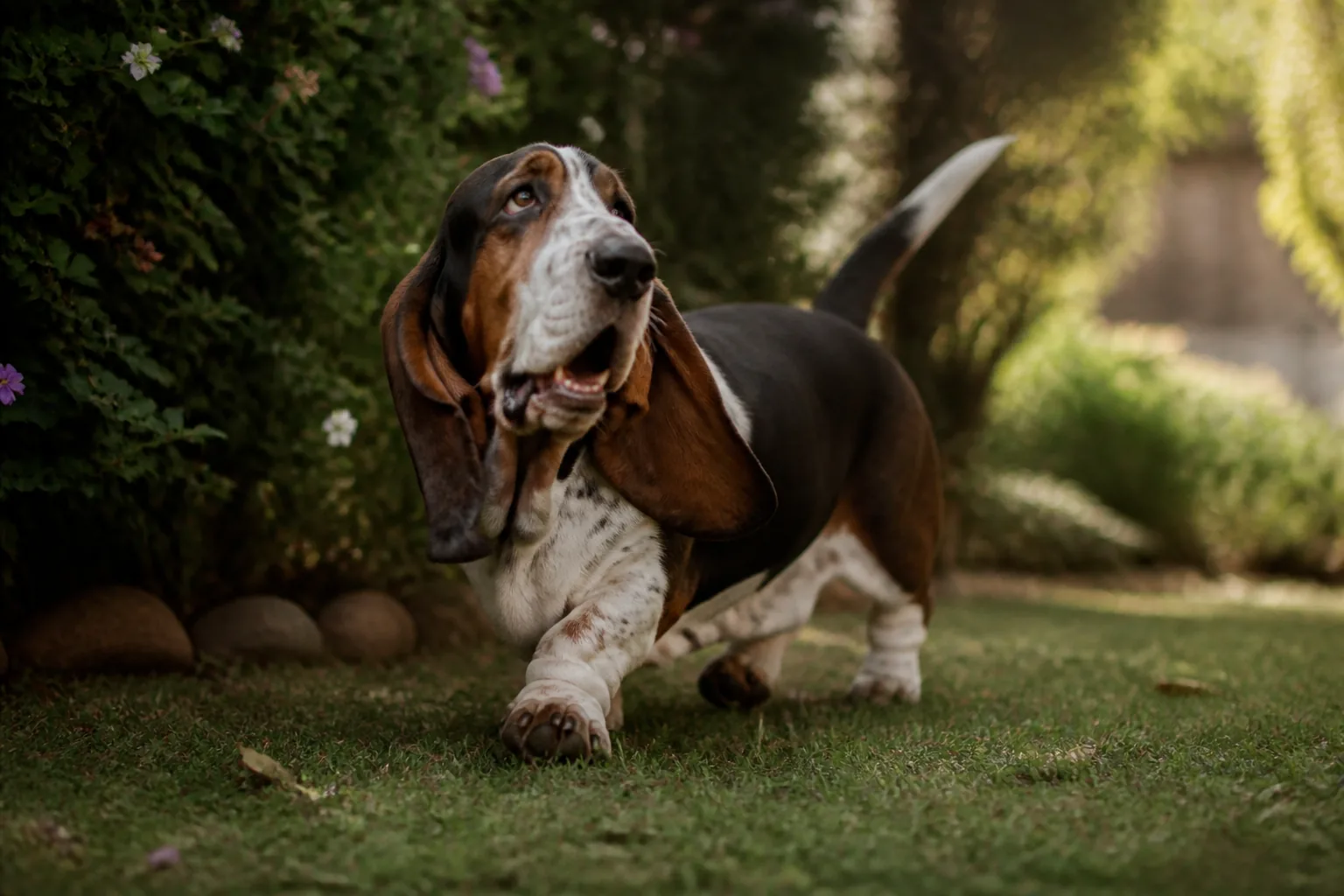 Basset Hound