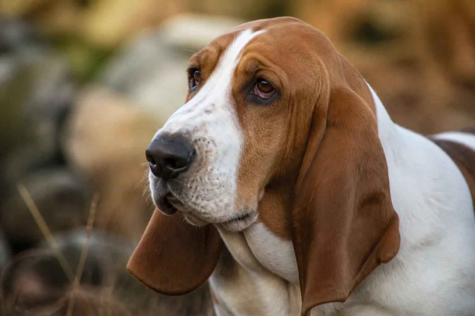 À quelle fréquence laver son chien ?