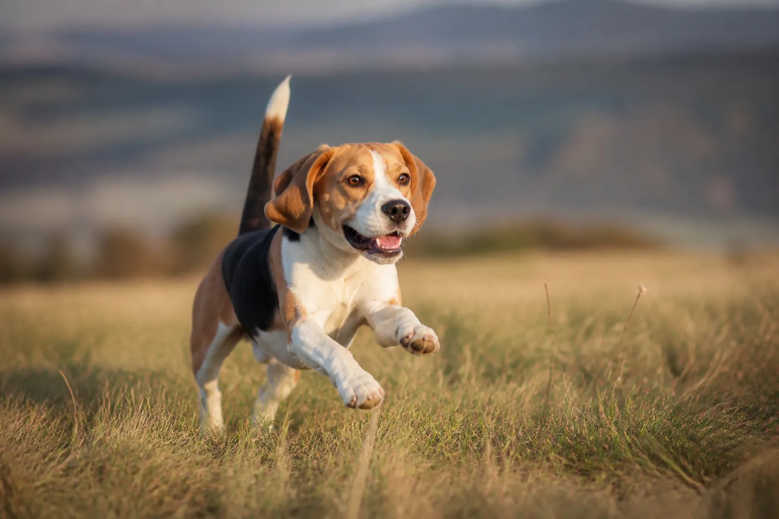 Pourquoi mon chien mange-t-il de l'herbe ?