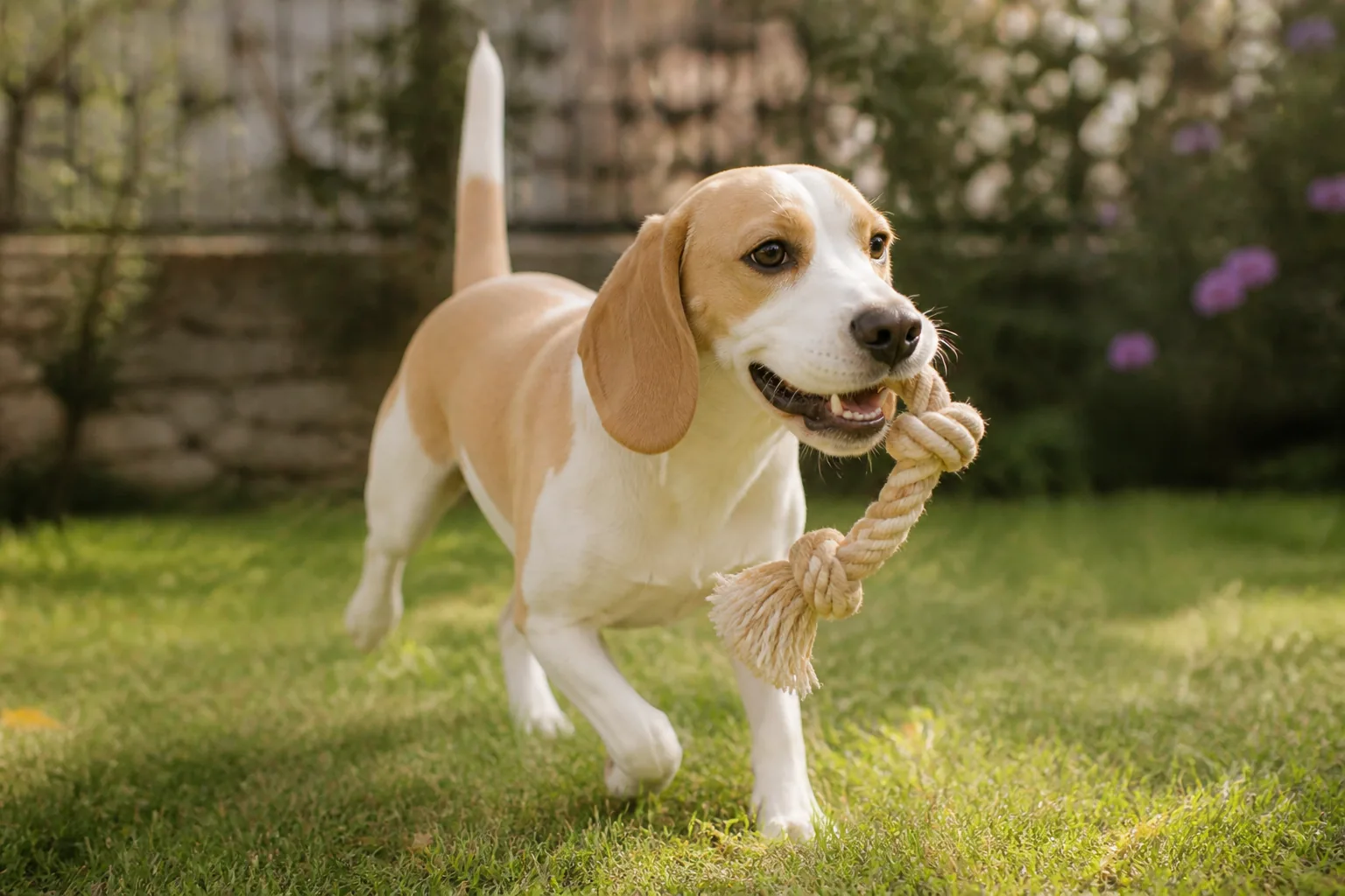 Beagle