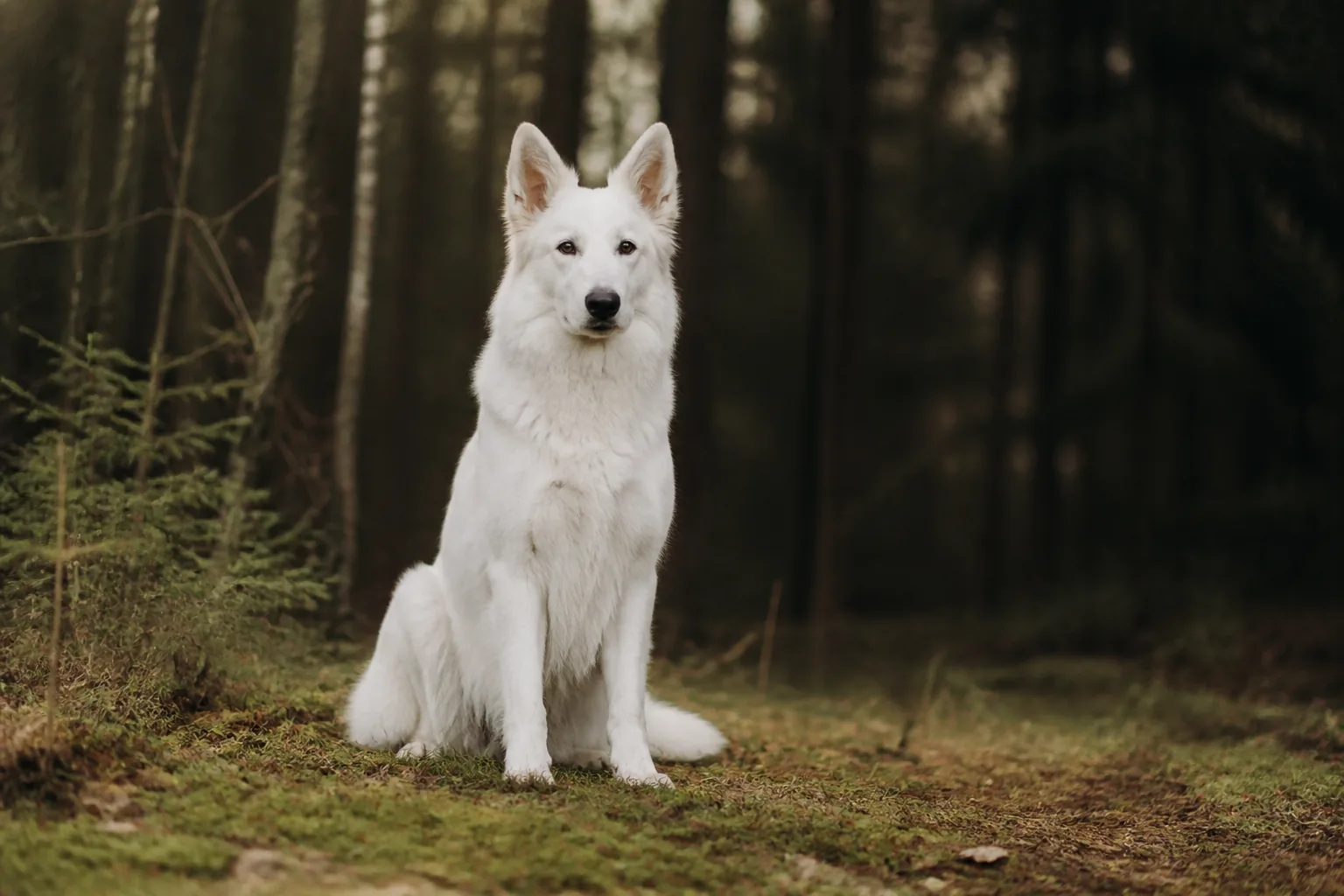 Berger Blanc Suisse