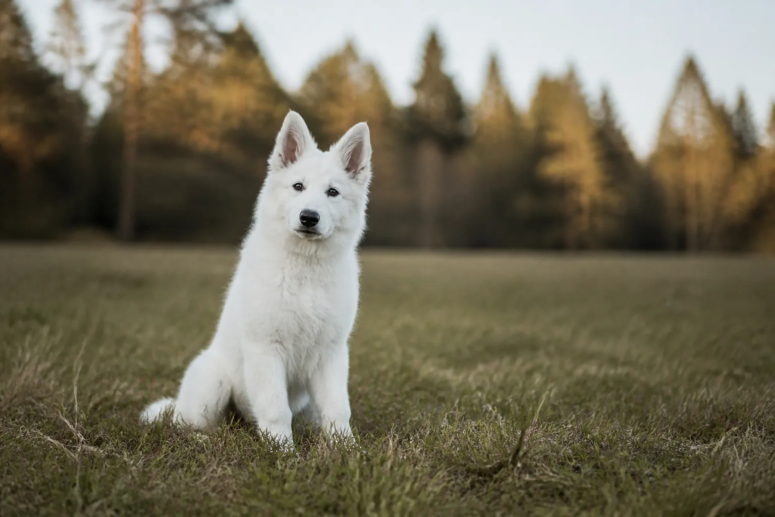 Berger Blanc Suisse