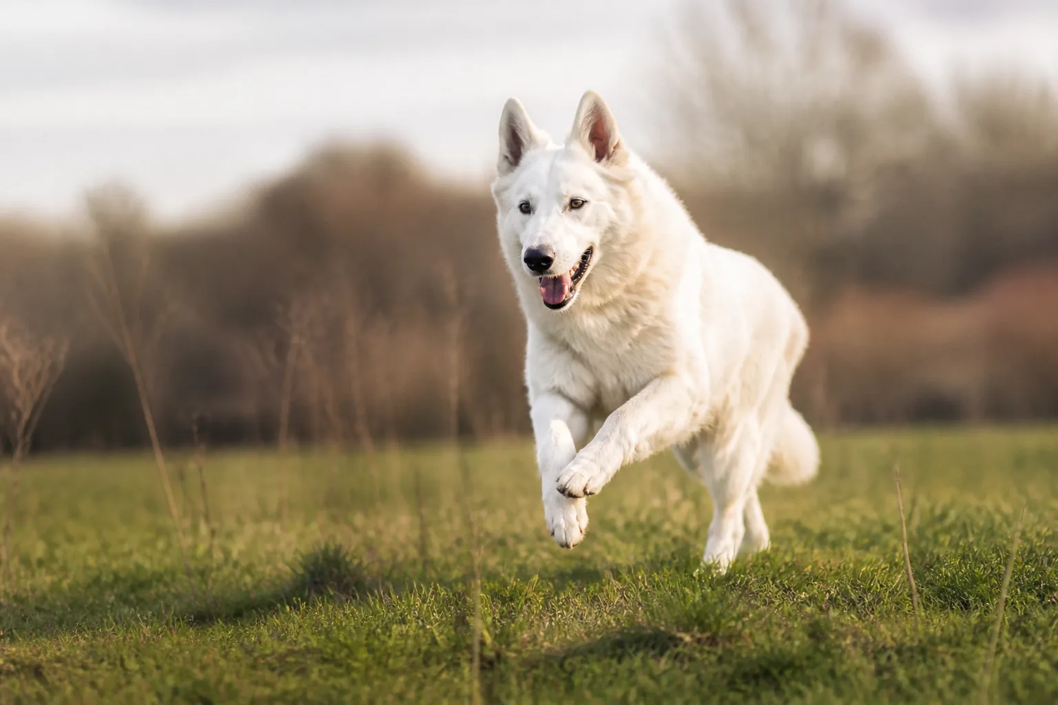 Berger Blanc Suisse