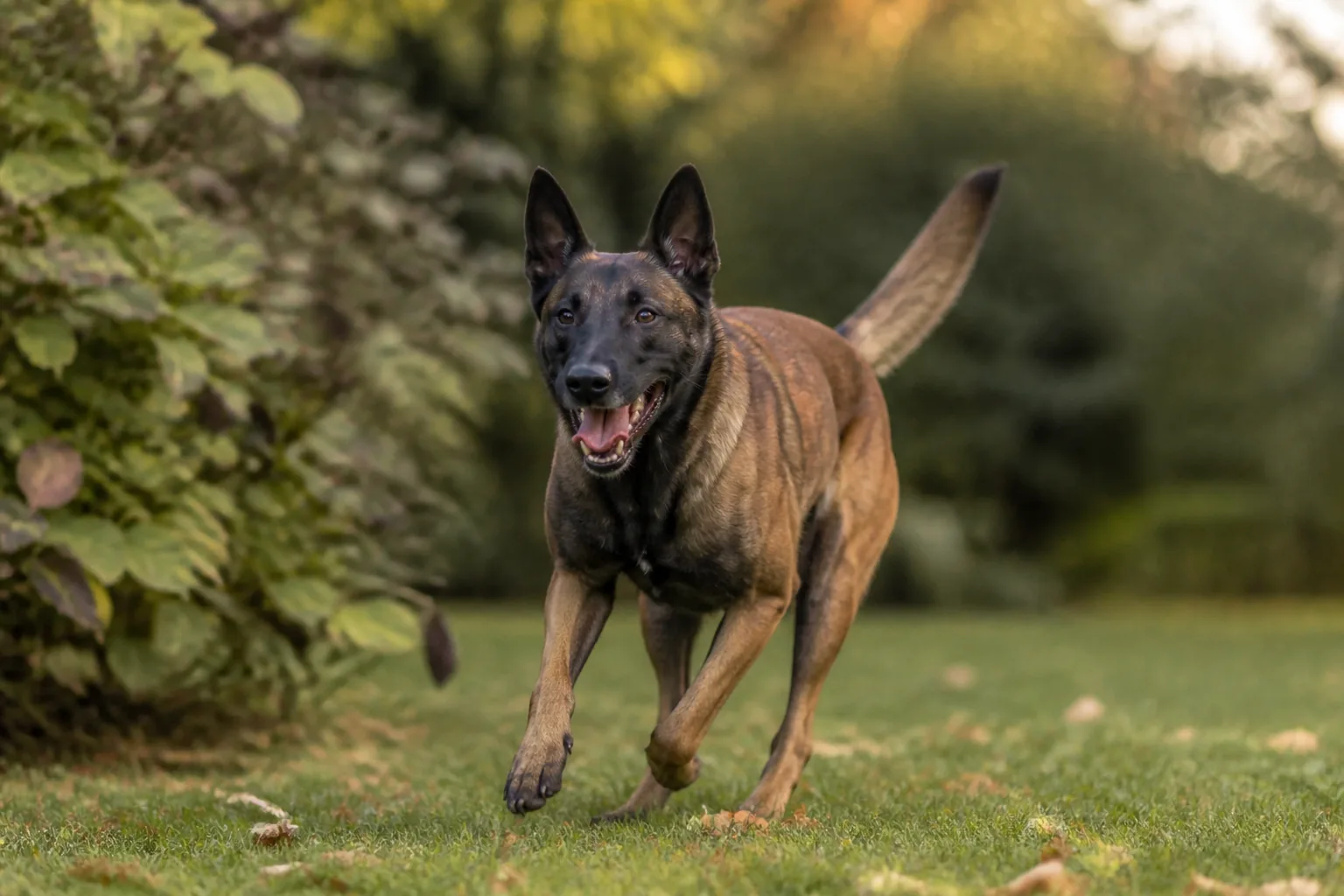 Berger Malinois