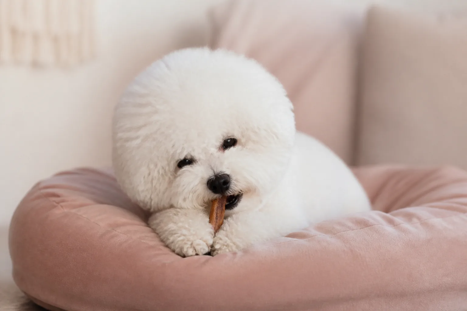 Bichon Frisé