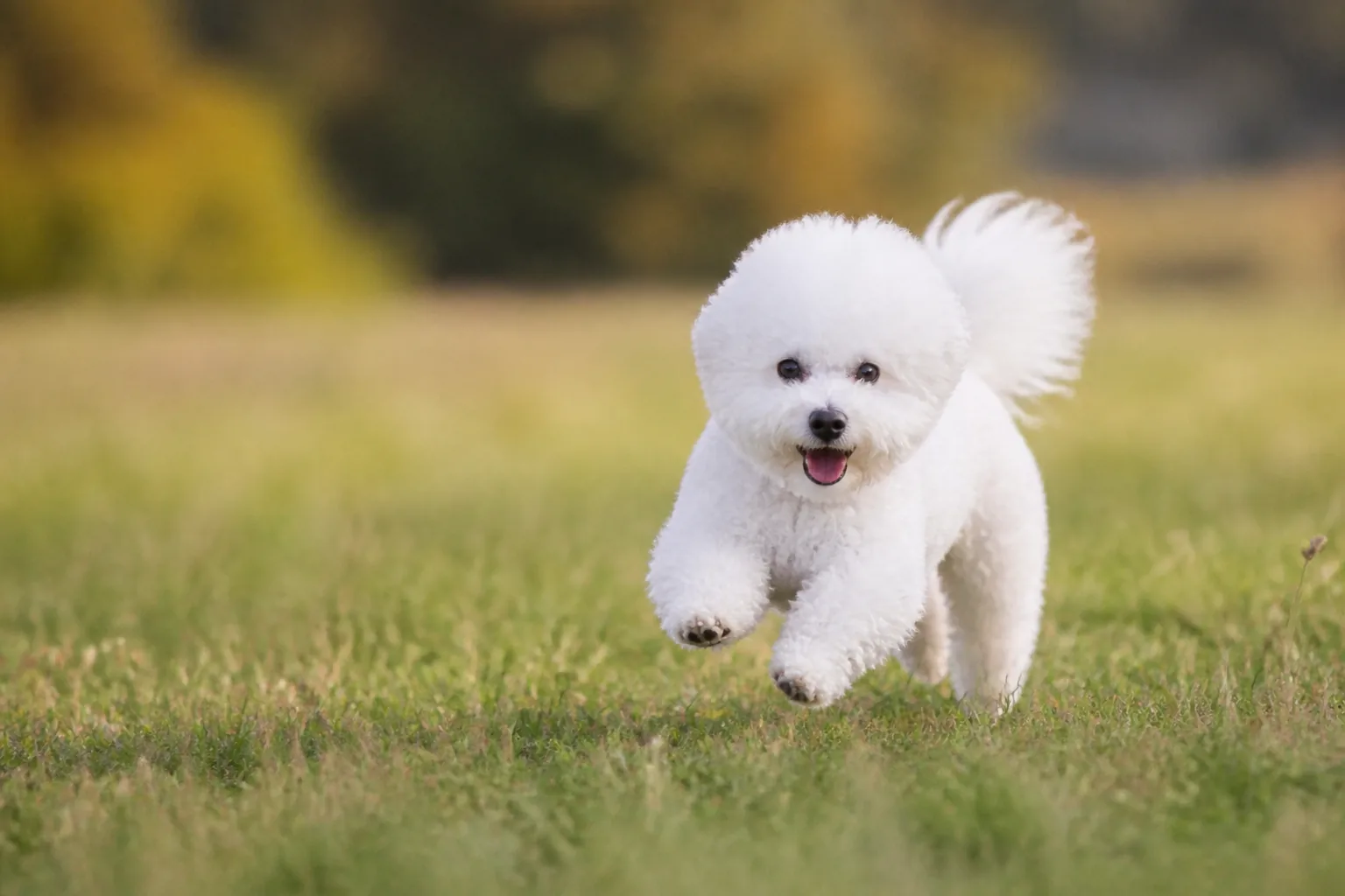 Bichon Frisé