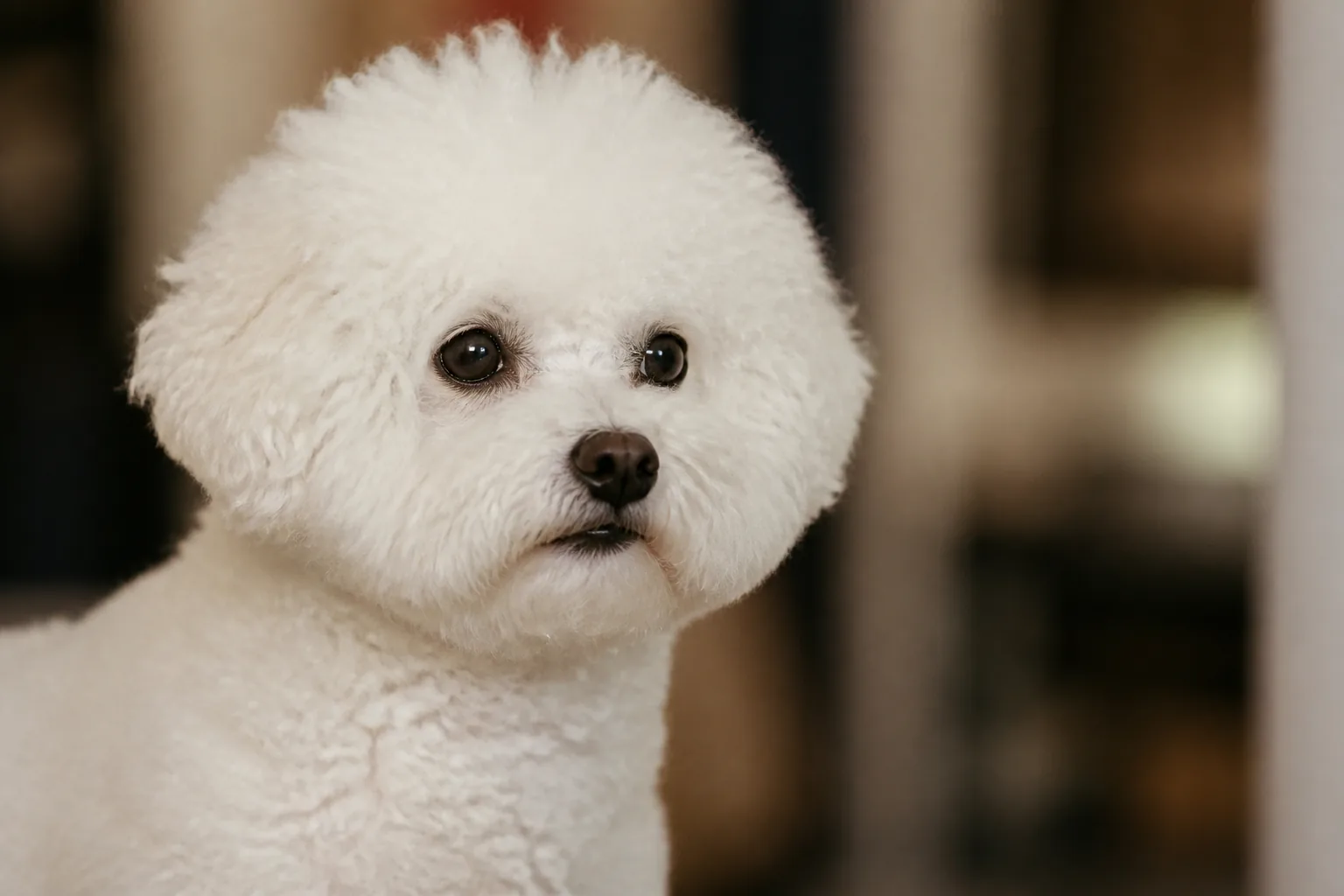 Bichon Frisé au regard curieux, illustrant l'arrivée d'un chien dans son nouveau foyer et ses premiers jours