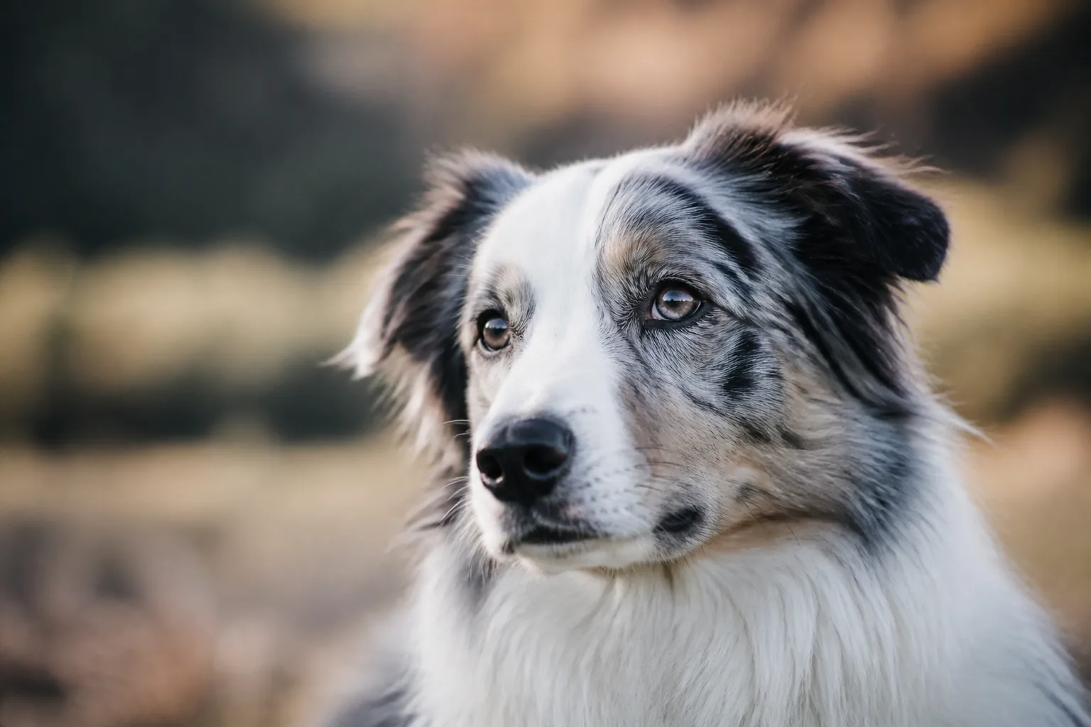 Mon chien a peur des orages et des pétards : que faire ?