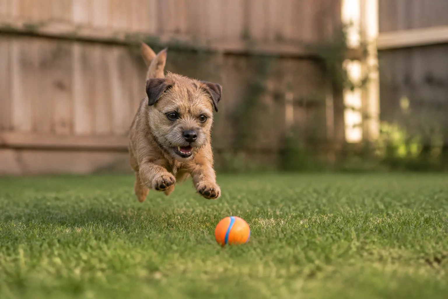 Border Terrier
