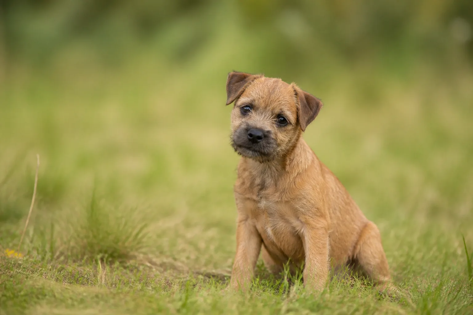 Border Terrier