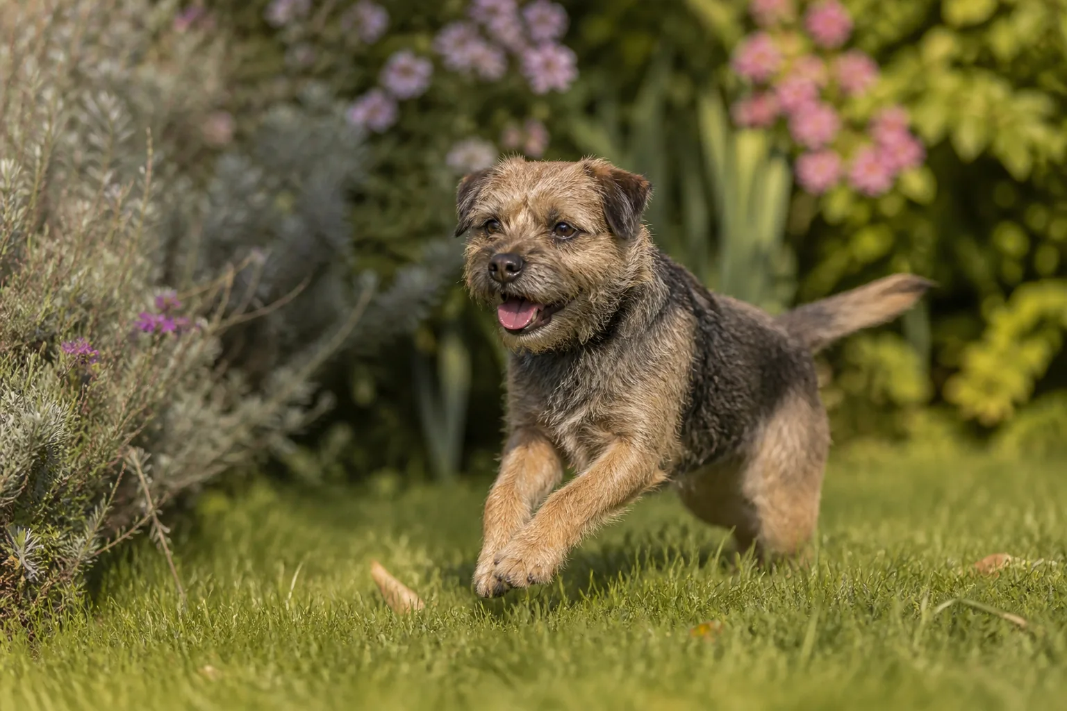 Border Terrier
