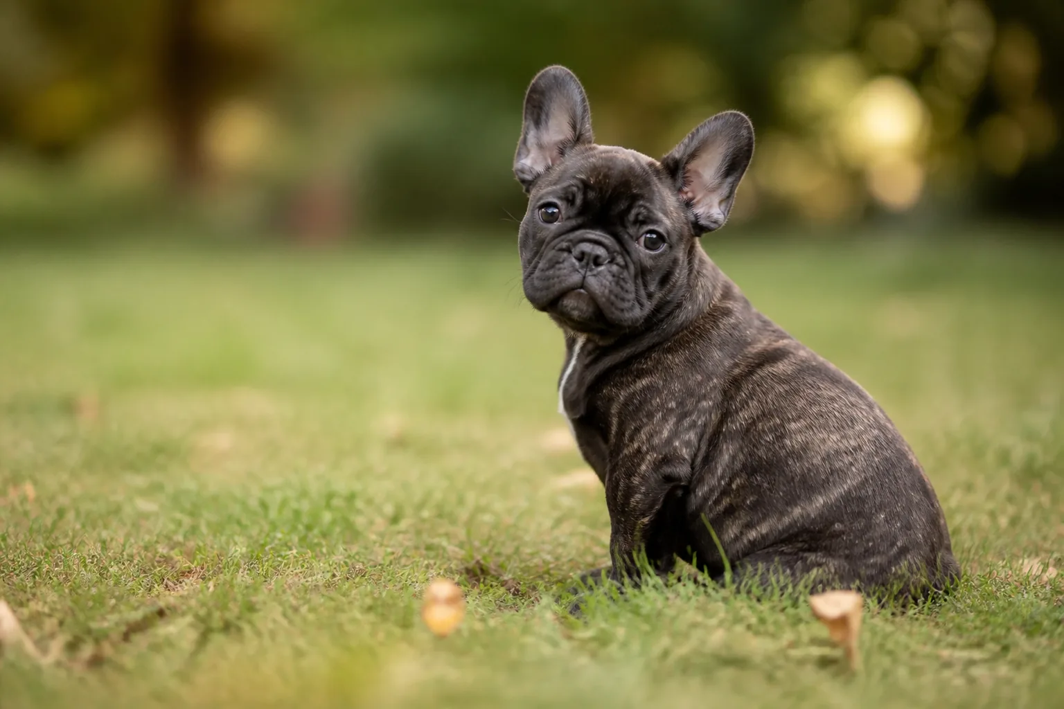 Chiot Bouledogue Français mangeant ses croquettes adaptées à la croissance