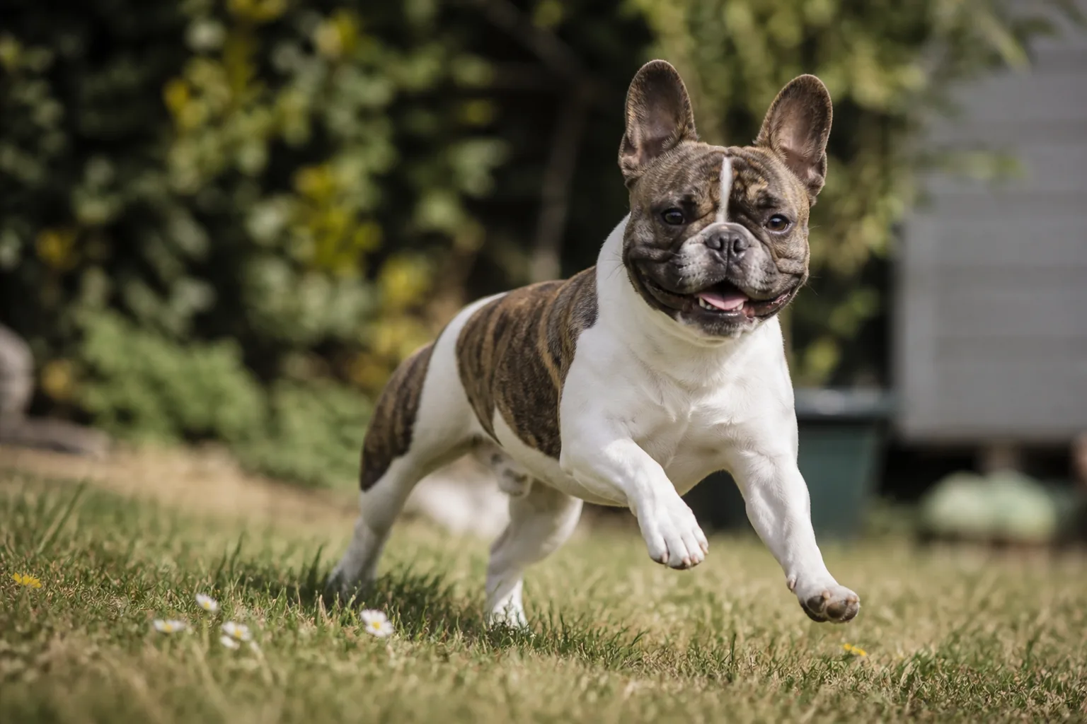 Bouledogue Français