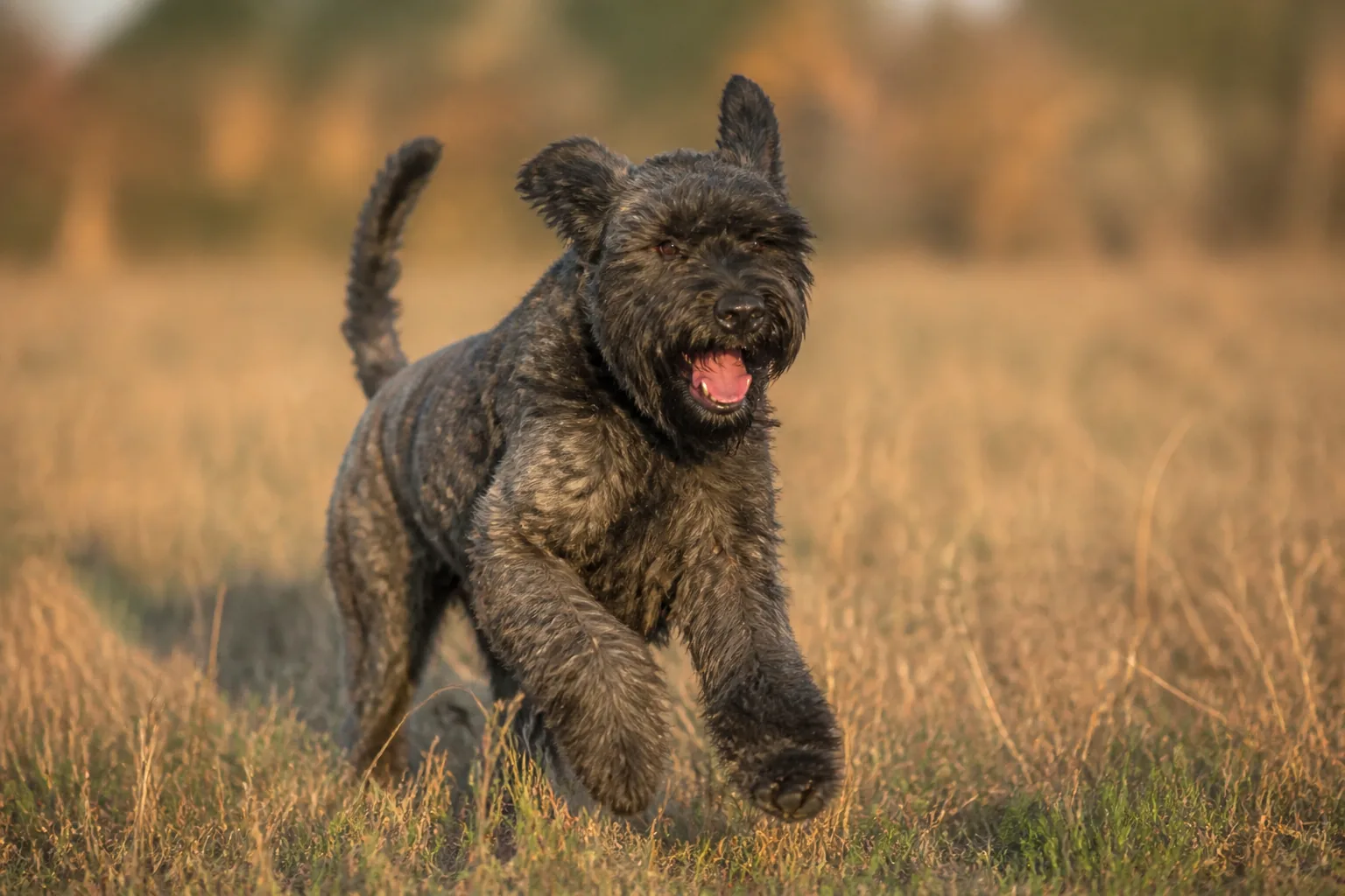 Bouvier des Flandres