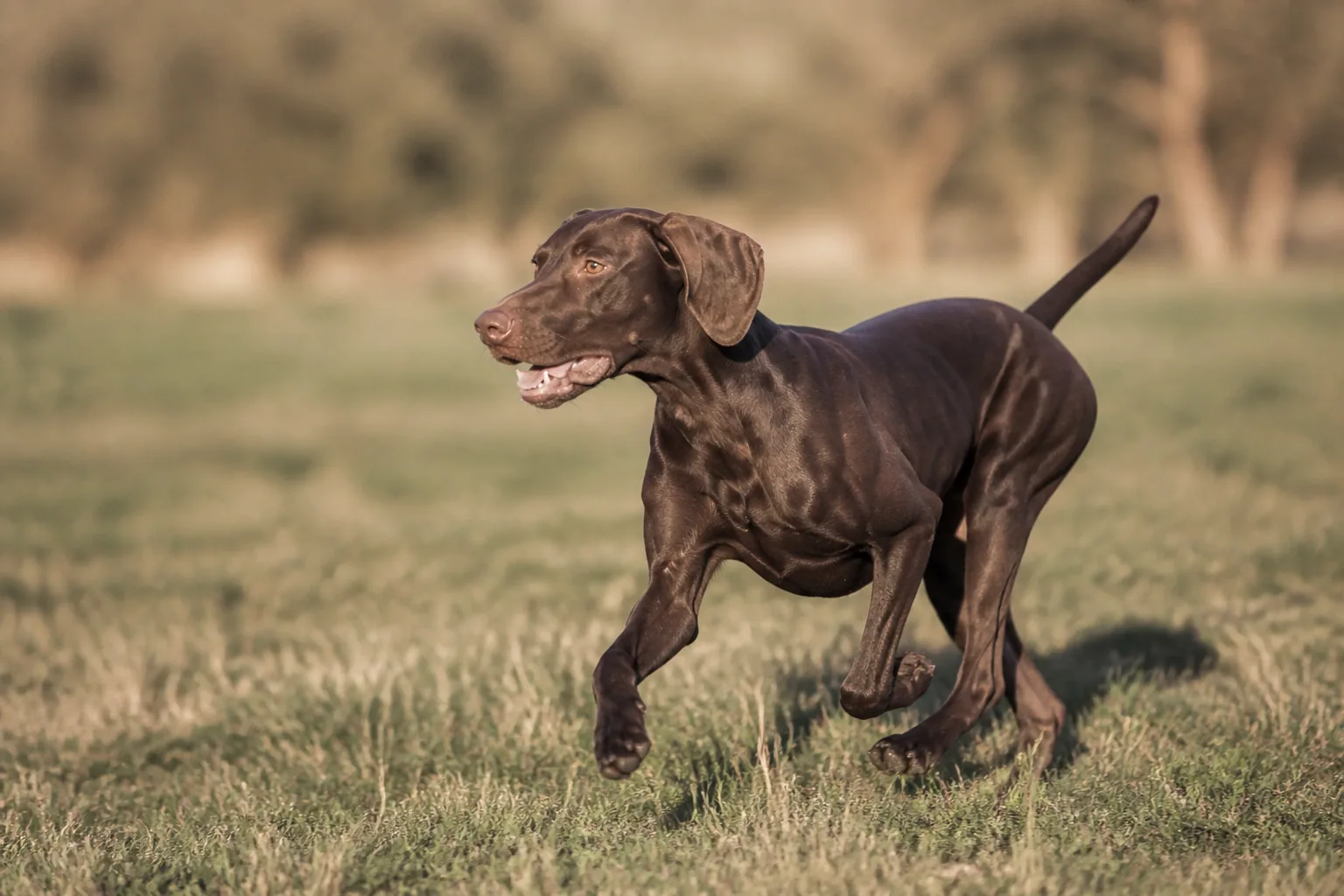 Les vaccins essentiels du chien : lesquels et à quel âge ?