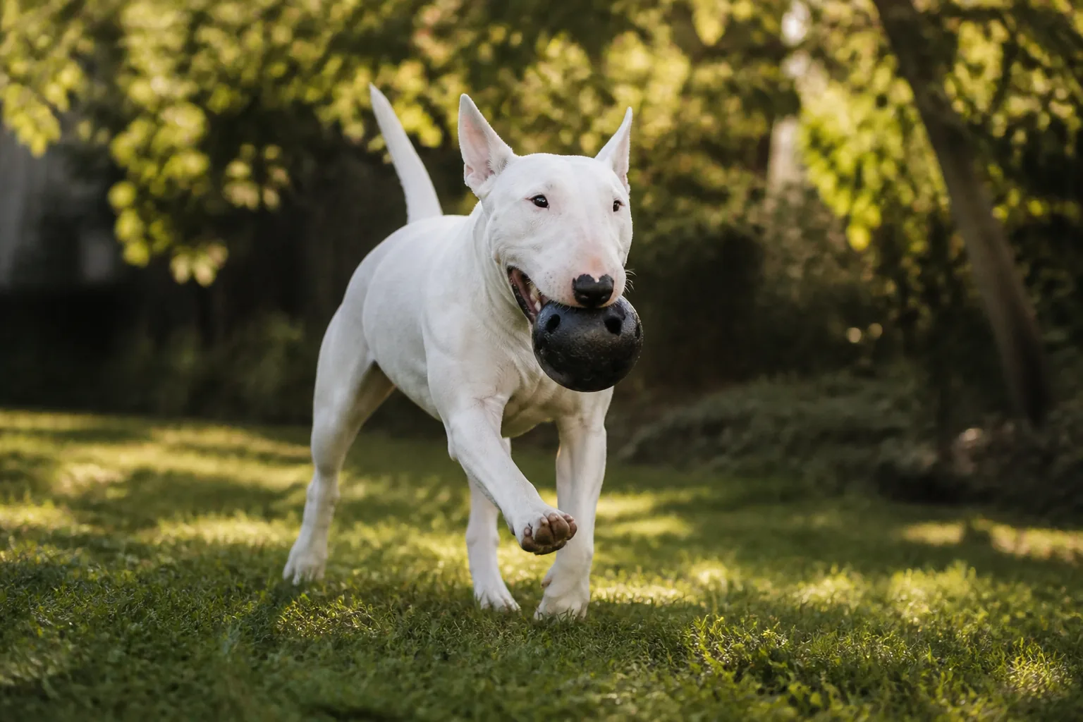 Bull Terrier
