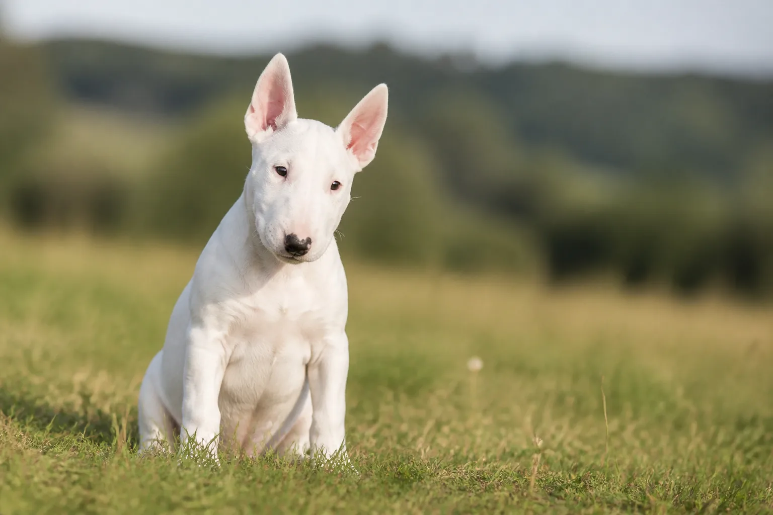 Bull Terrier