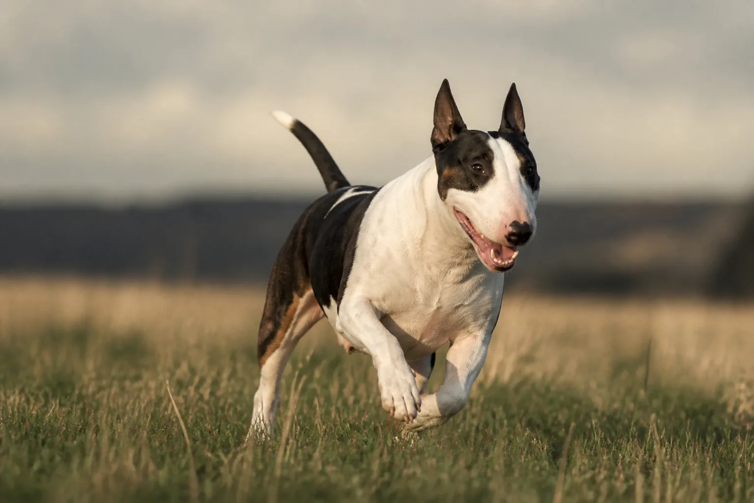 Bull Terrier
