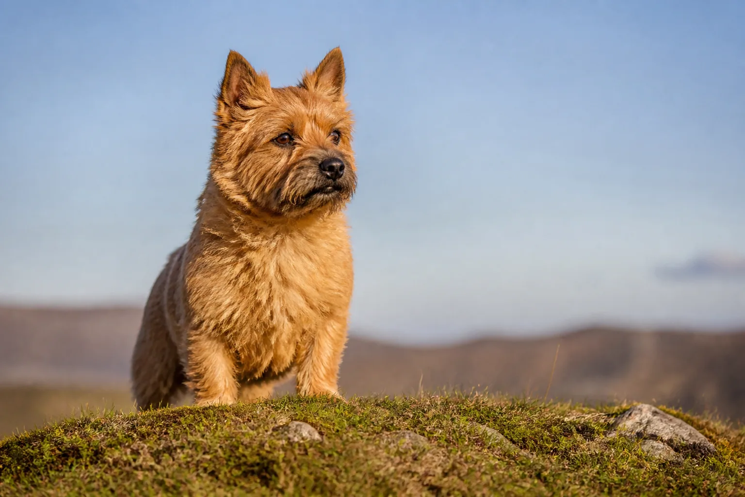 Cairn Terrier