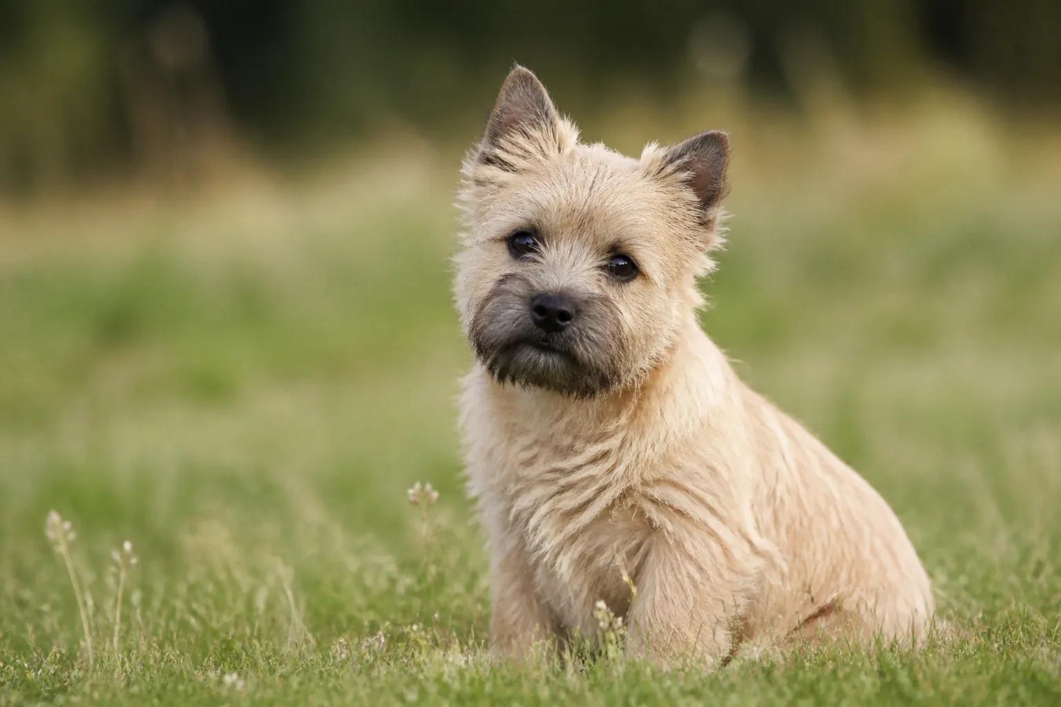 Cairn Terrier
