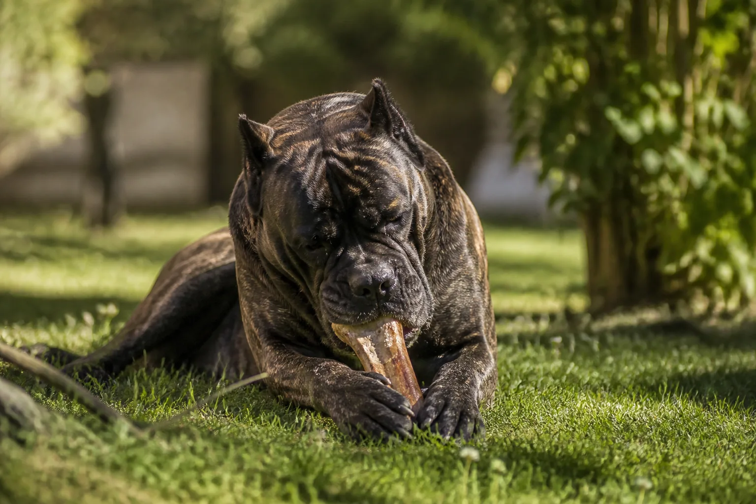 Cane Corso