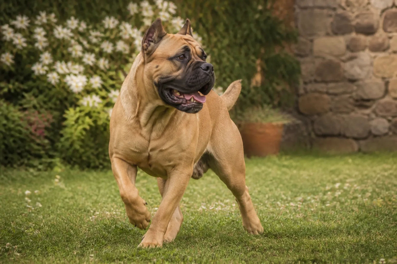 Cane Corso