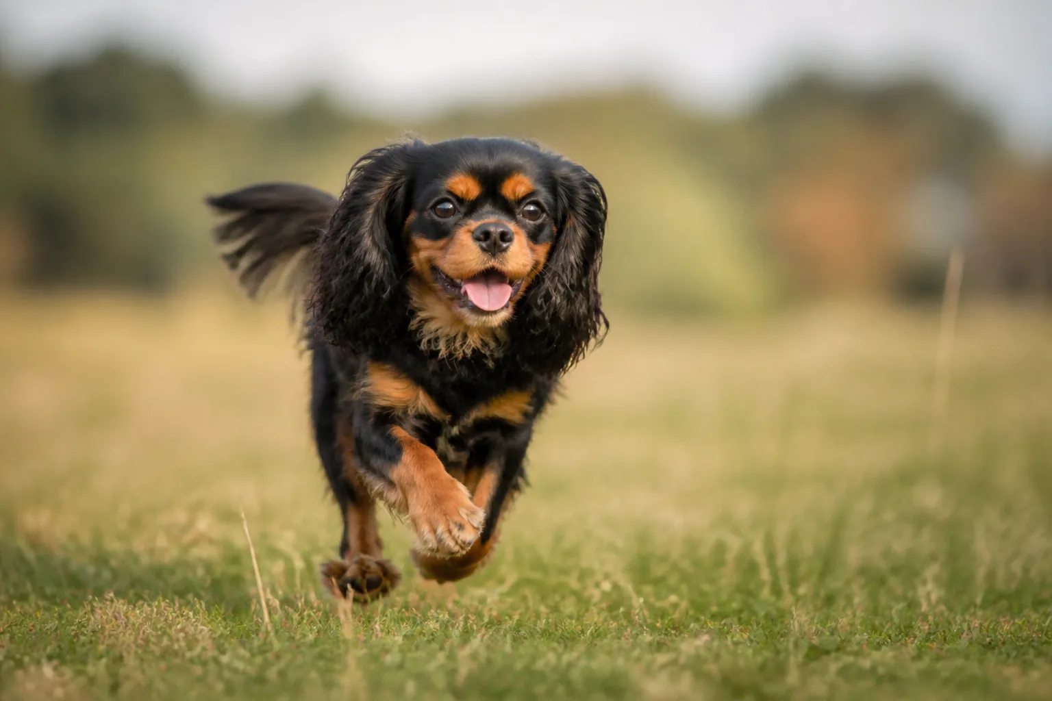 Cavalier King Charles