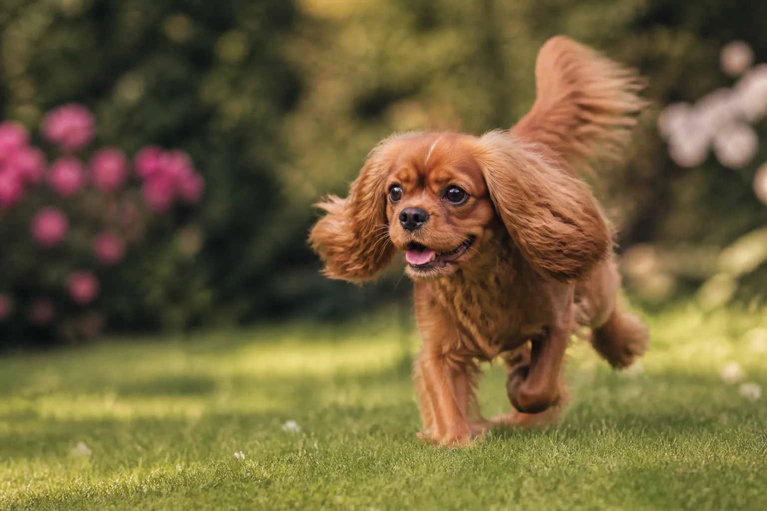 Cavalier King Charles