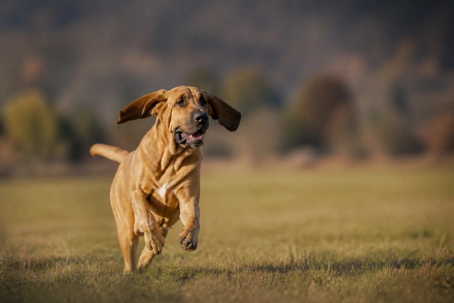 Chien de Saint-Hubert