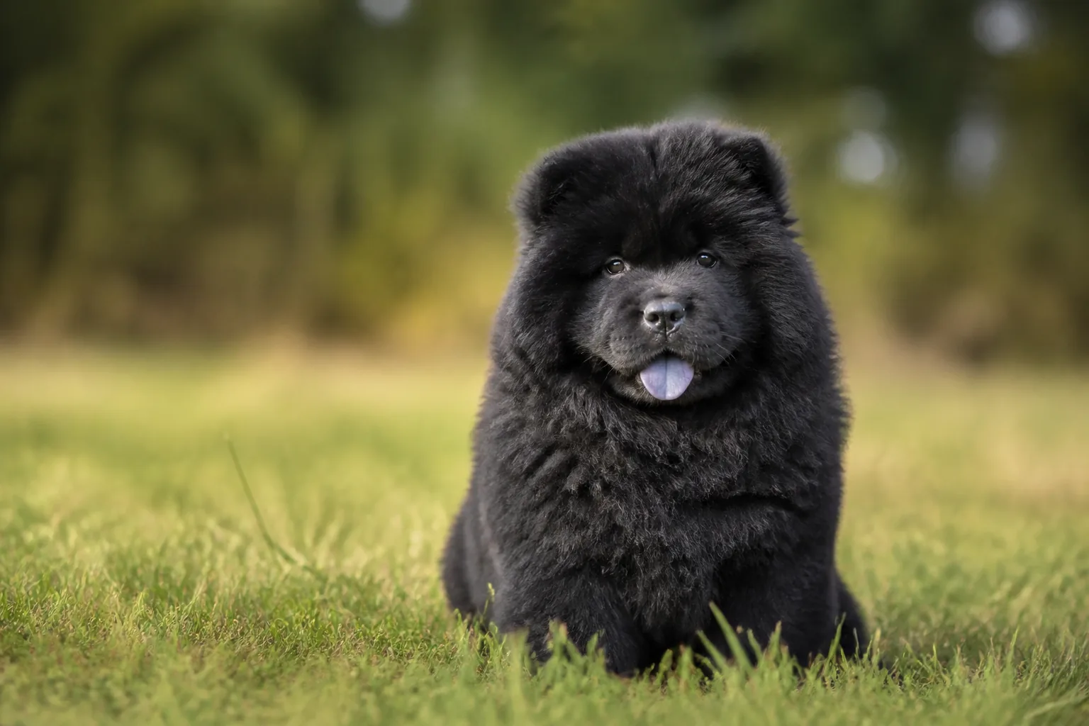 Chow Chow