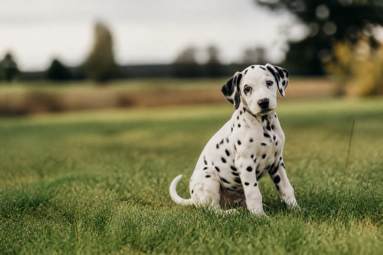Dalmatien