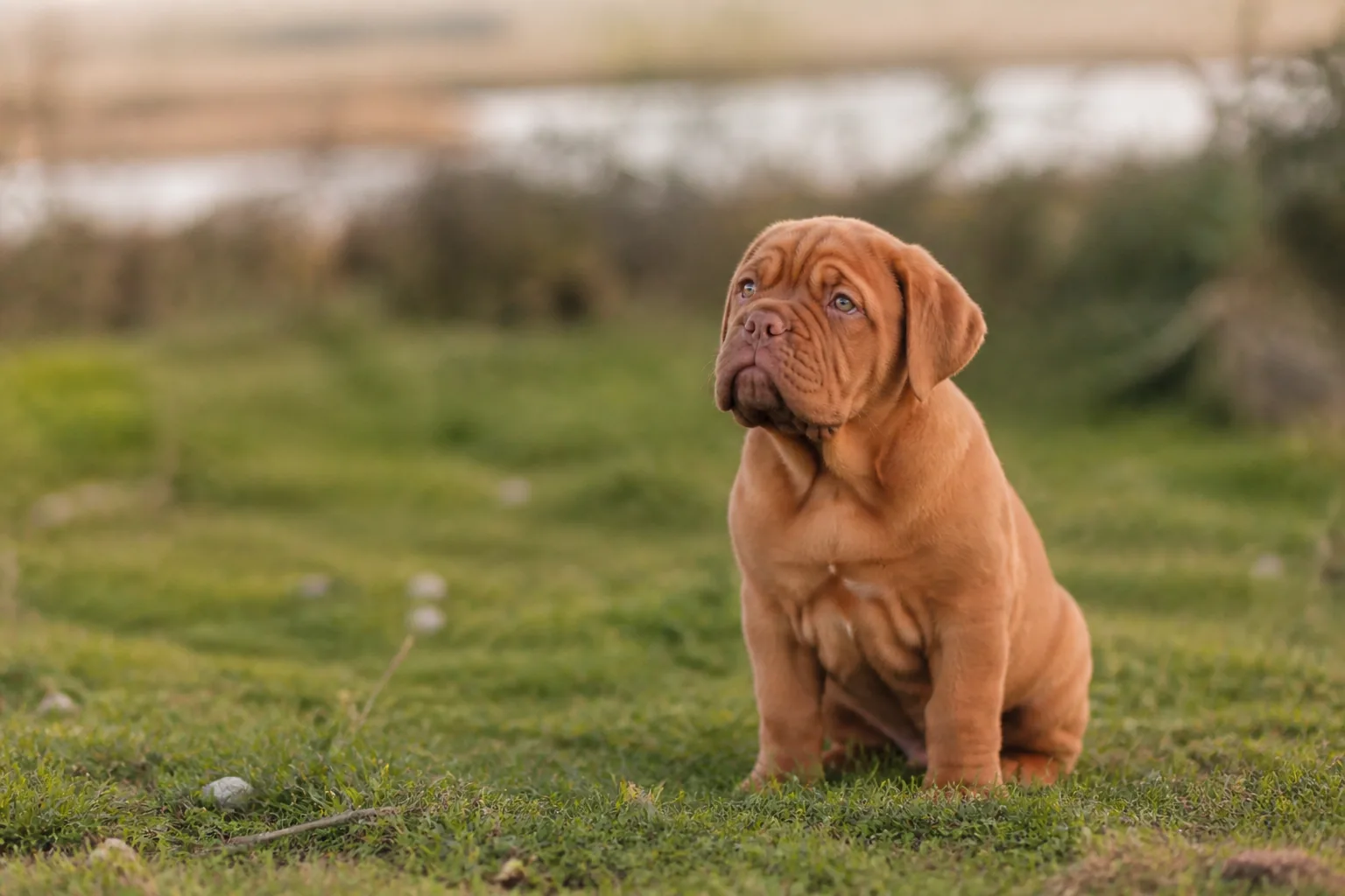 Dogue de Bordeaux