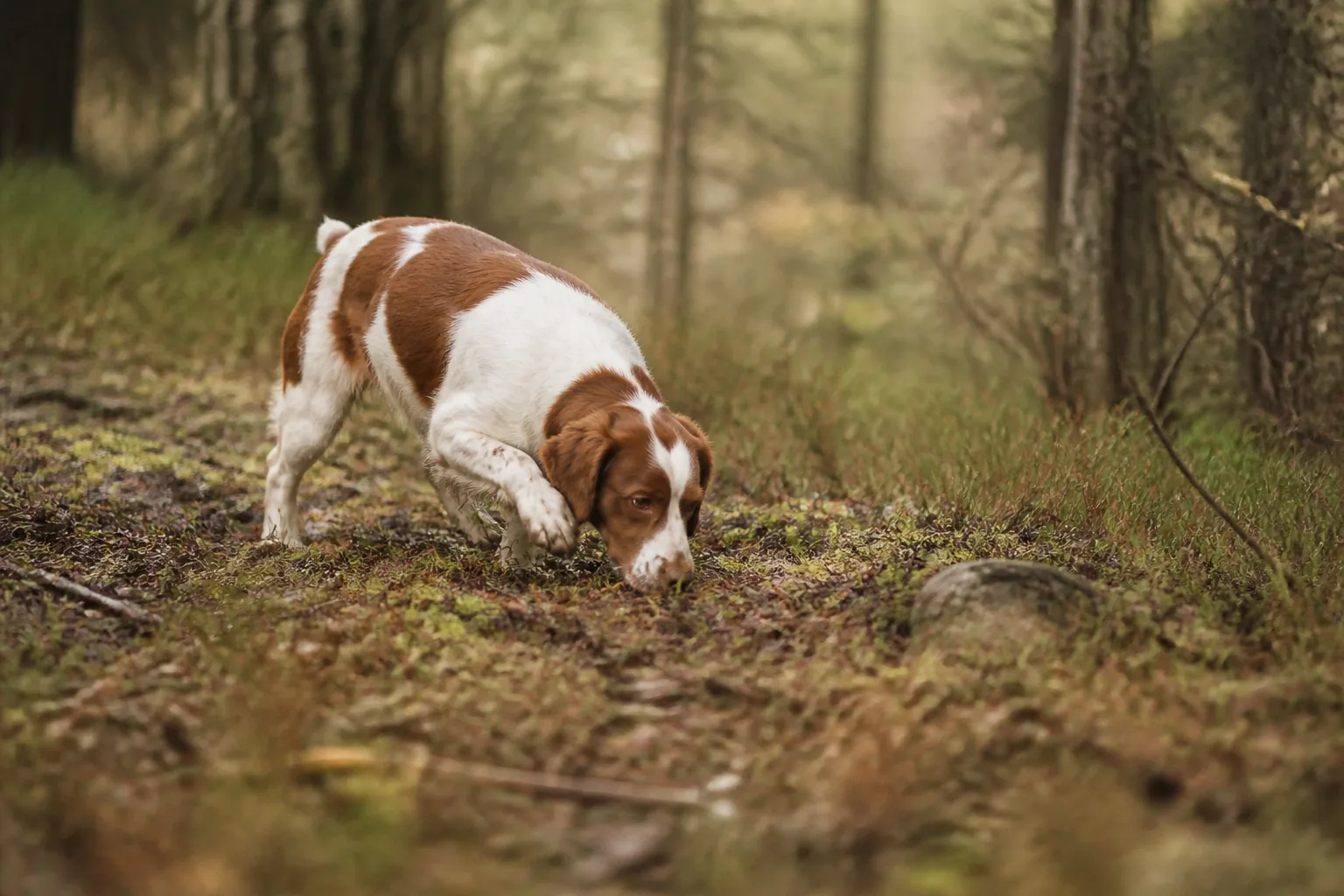Épagneul Breton au regard vif en extérieur, illustrant le choix entre chien de race, chien croisé et chien de refuge