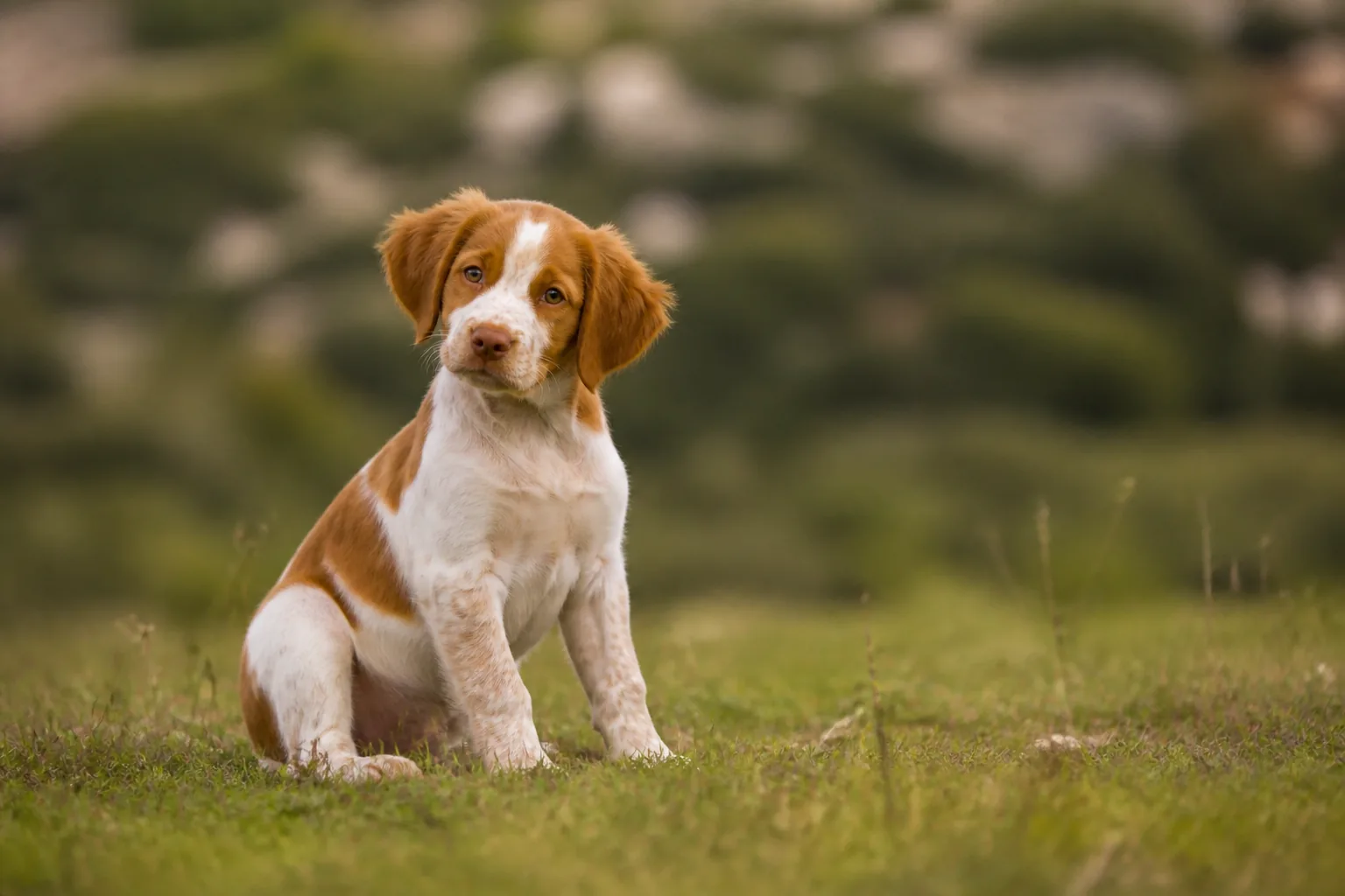 Socialiser son chiot : pourquoi et comment bien le faire ?