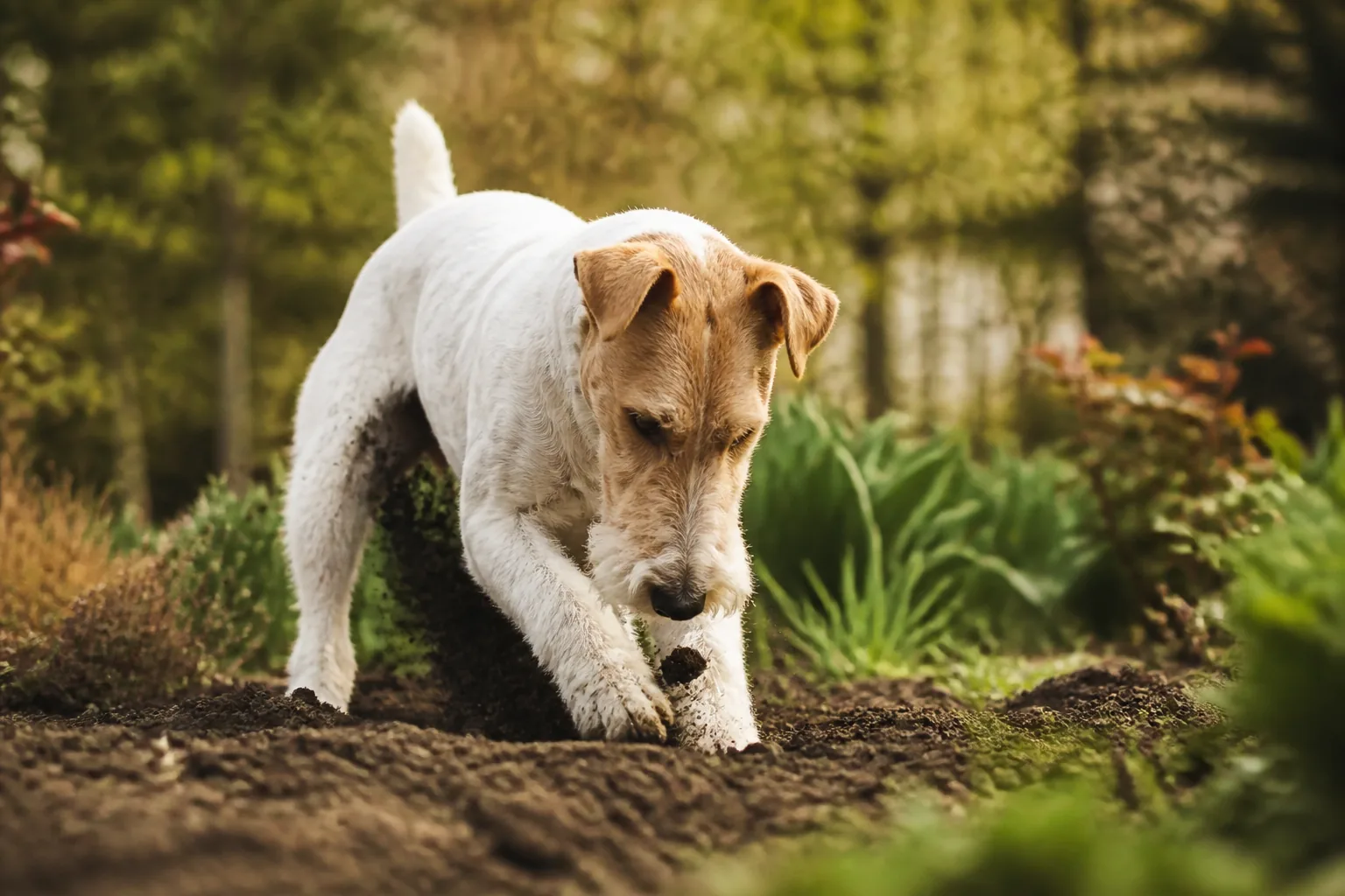 Fox Terrier
