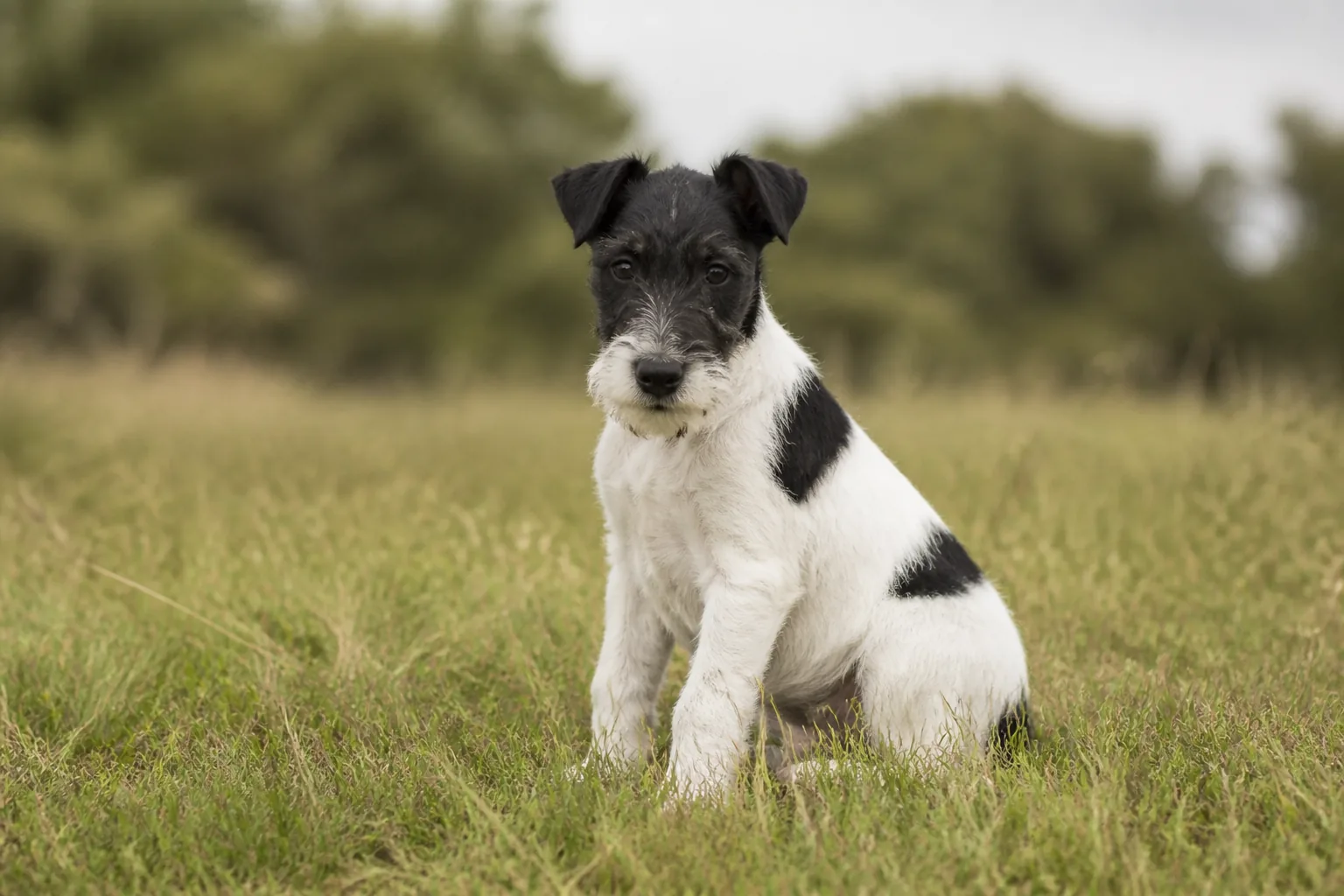 Fox Terrier