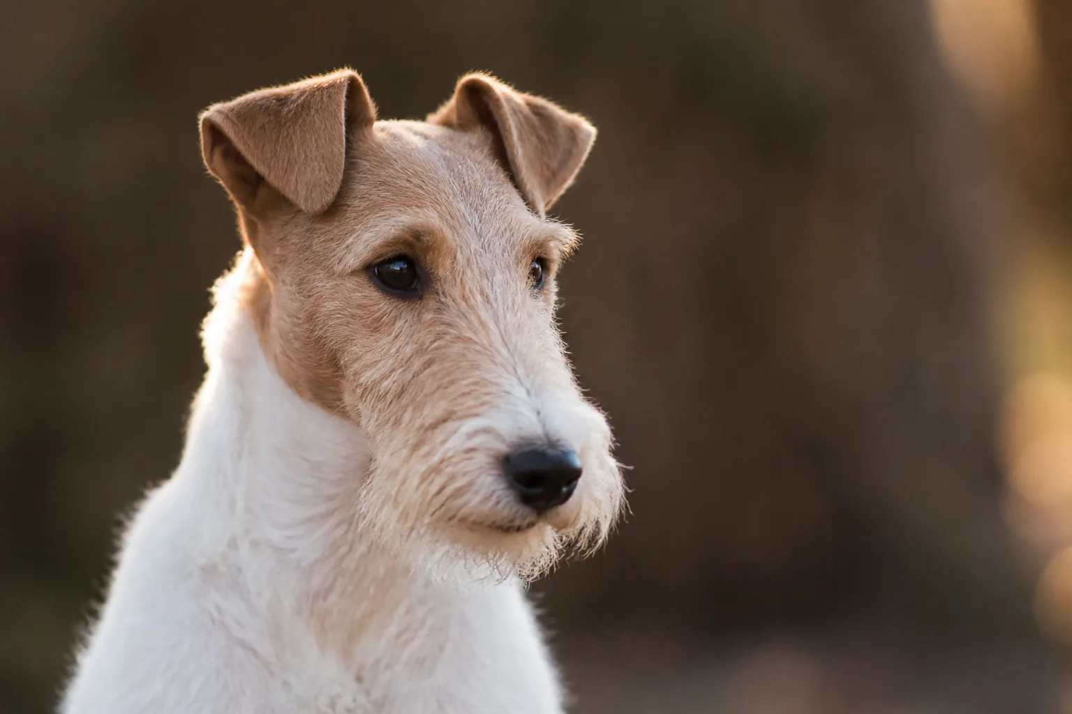 Fox Terrier attentif, une race de terrier réputée pour marquer volontiers son territoire