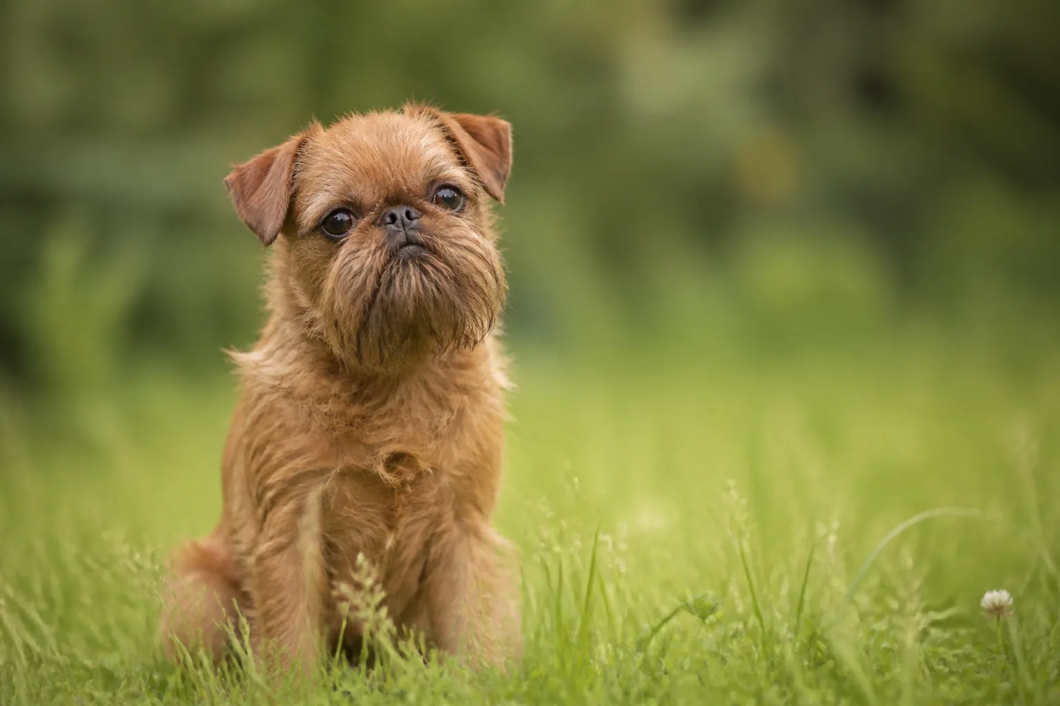 Griffon Bruxellois